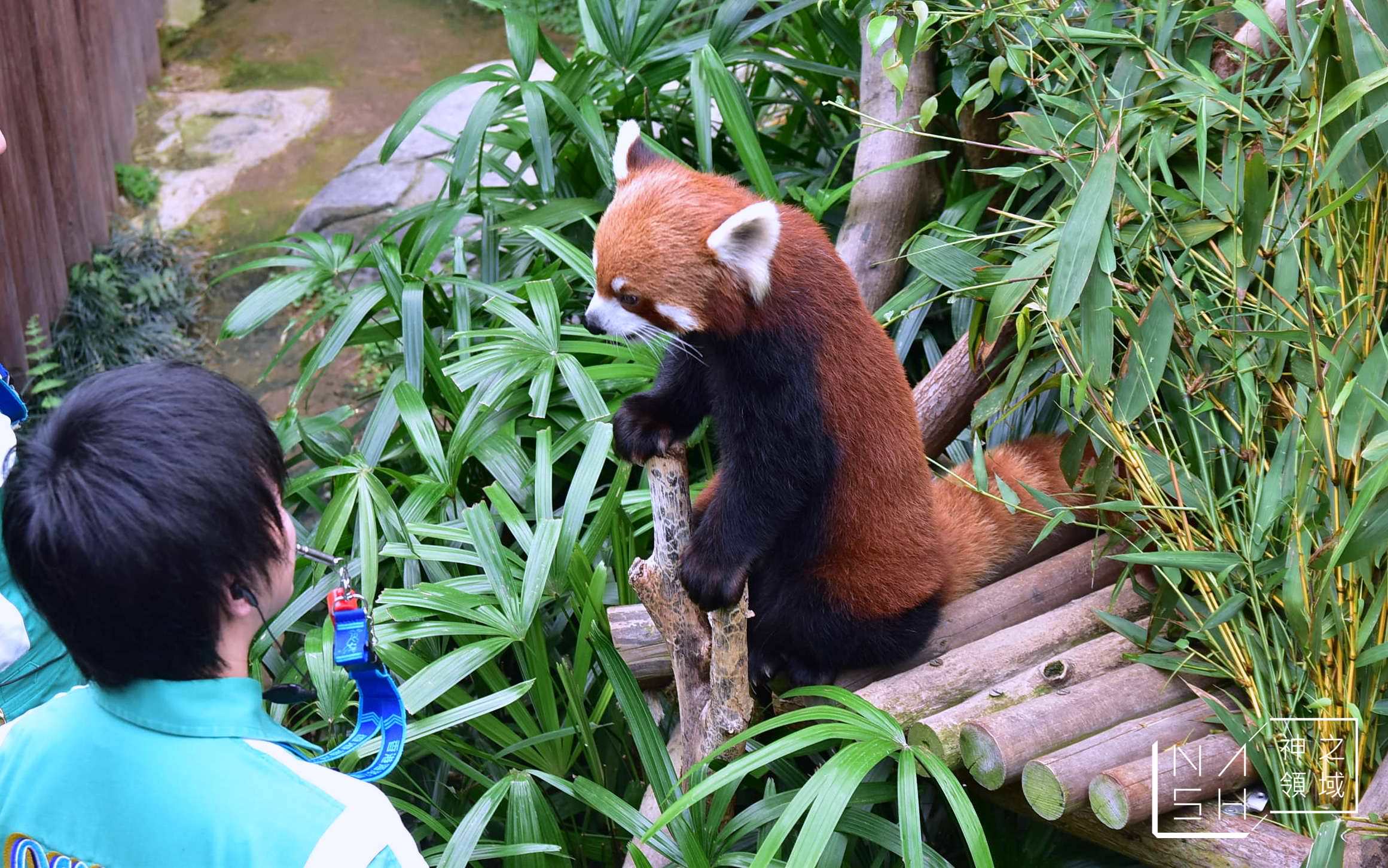 海洋公園交通,海洋公園攻略,香港海洋公園,海洋公園門票優惠