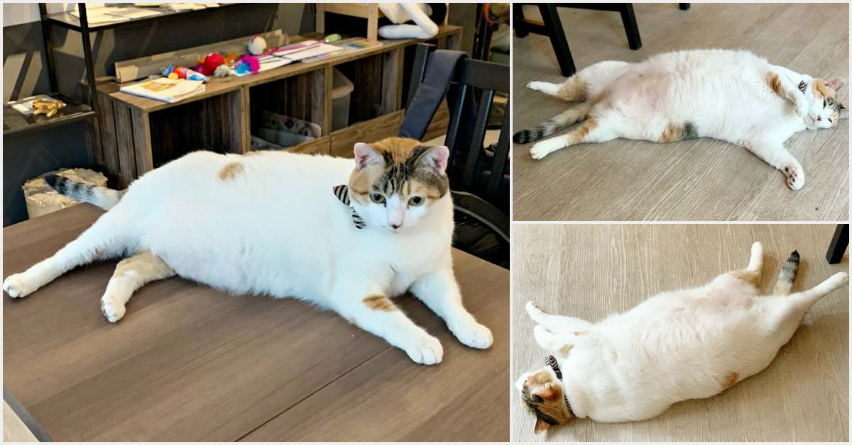 ELSA CAFE菜單,ELSA CAFE價錢,三峽咖啡,ELSA CAFE @Nash，神之領域