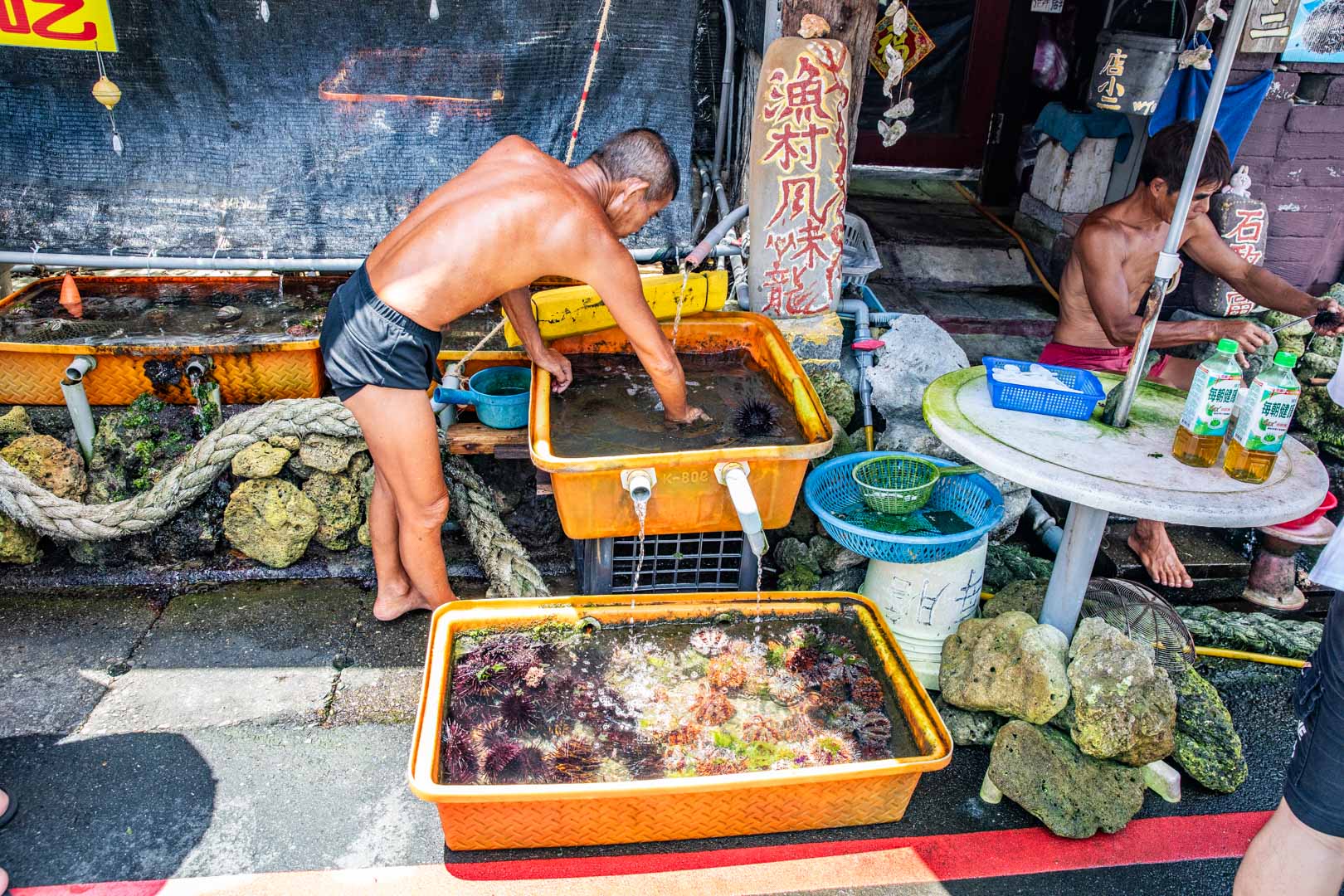 馬糞海膽現剖