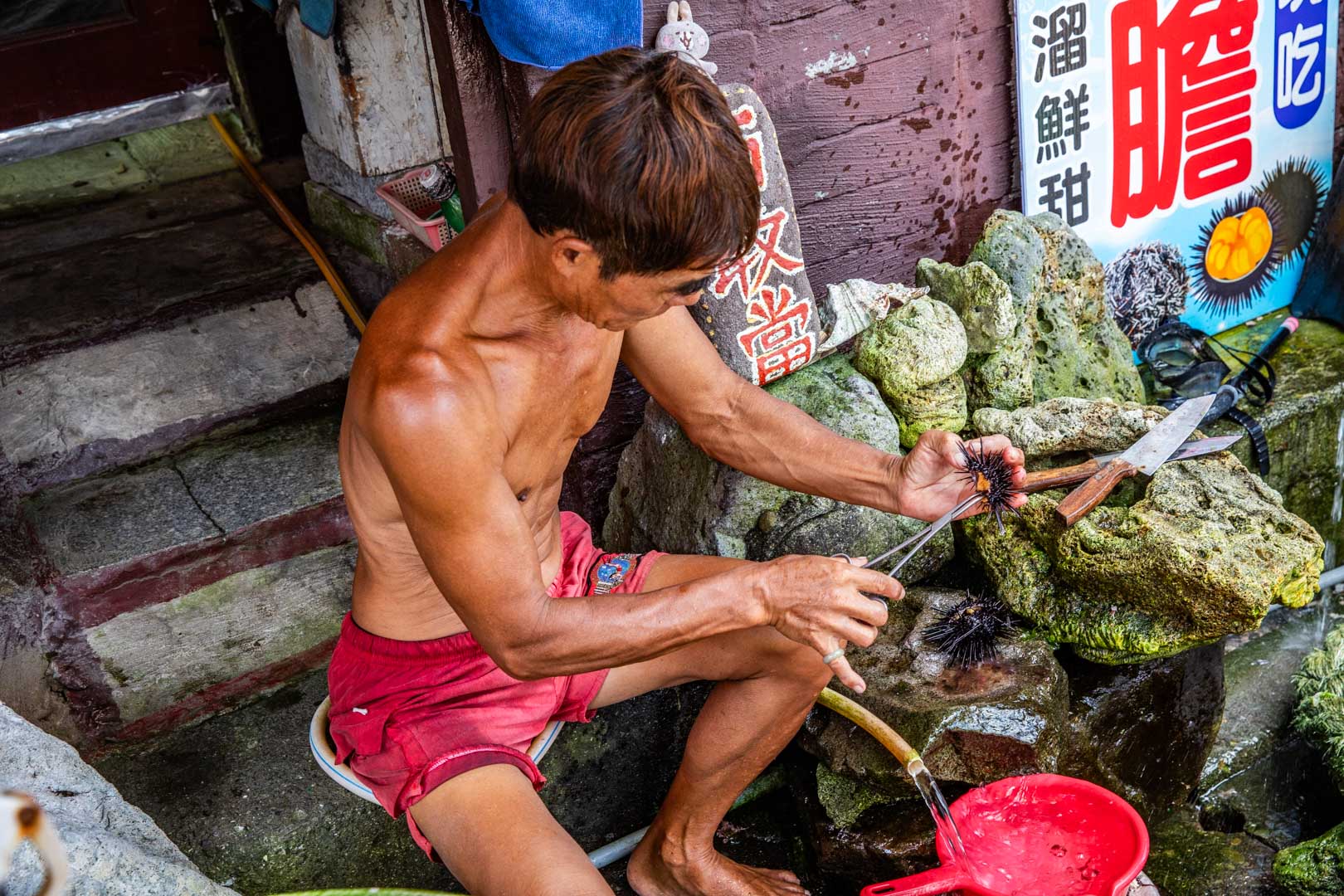 馬糞海膽現剖