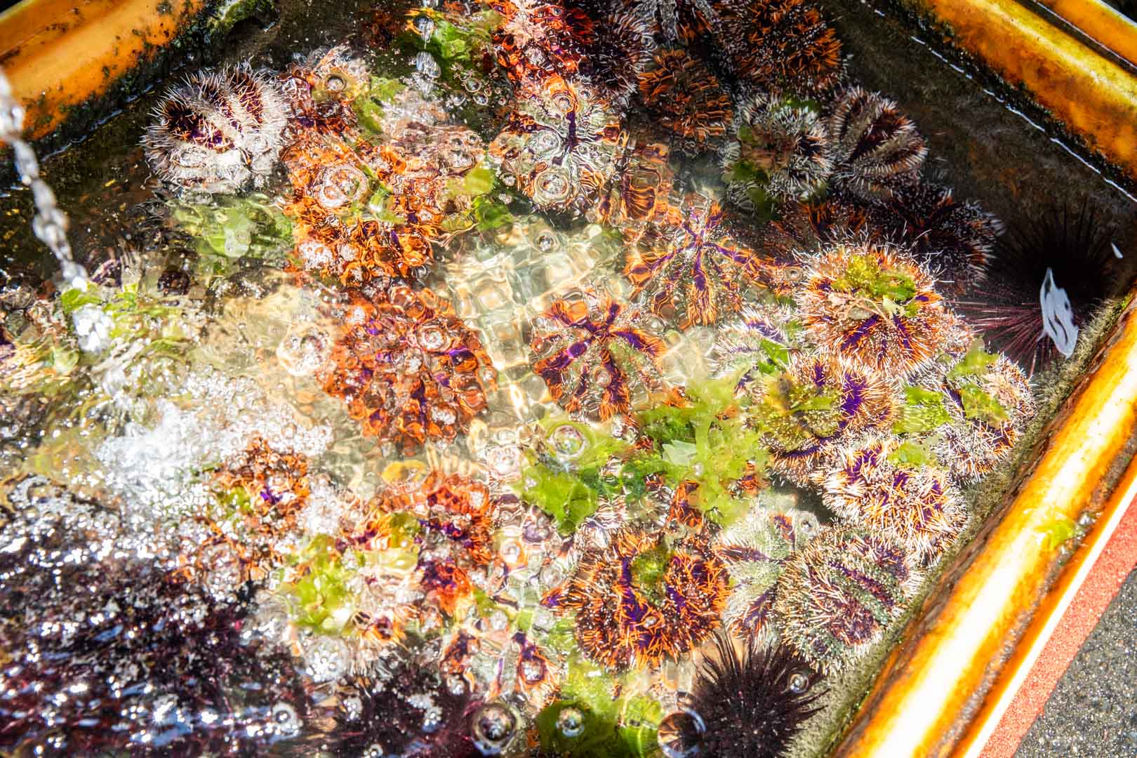 馬糞海膽現剖