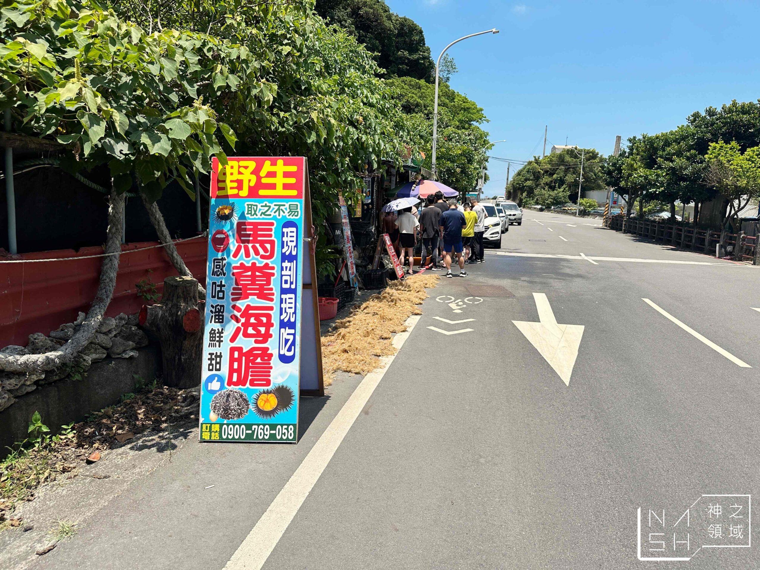 馬糞海膽現剖