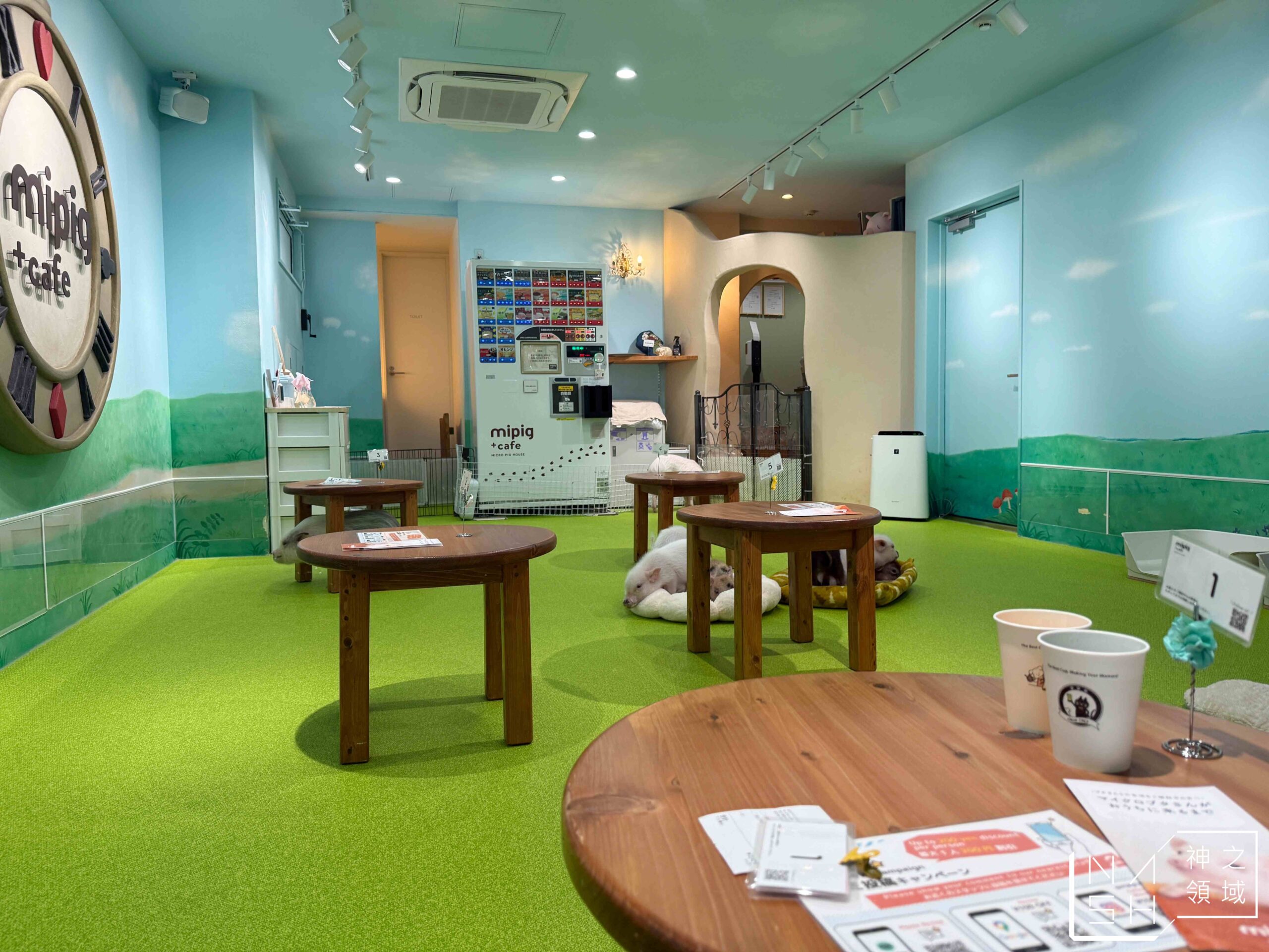 Mipig Cafe迷你豬咖啡廳