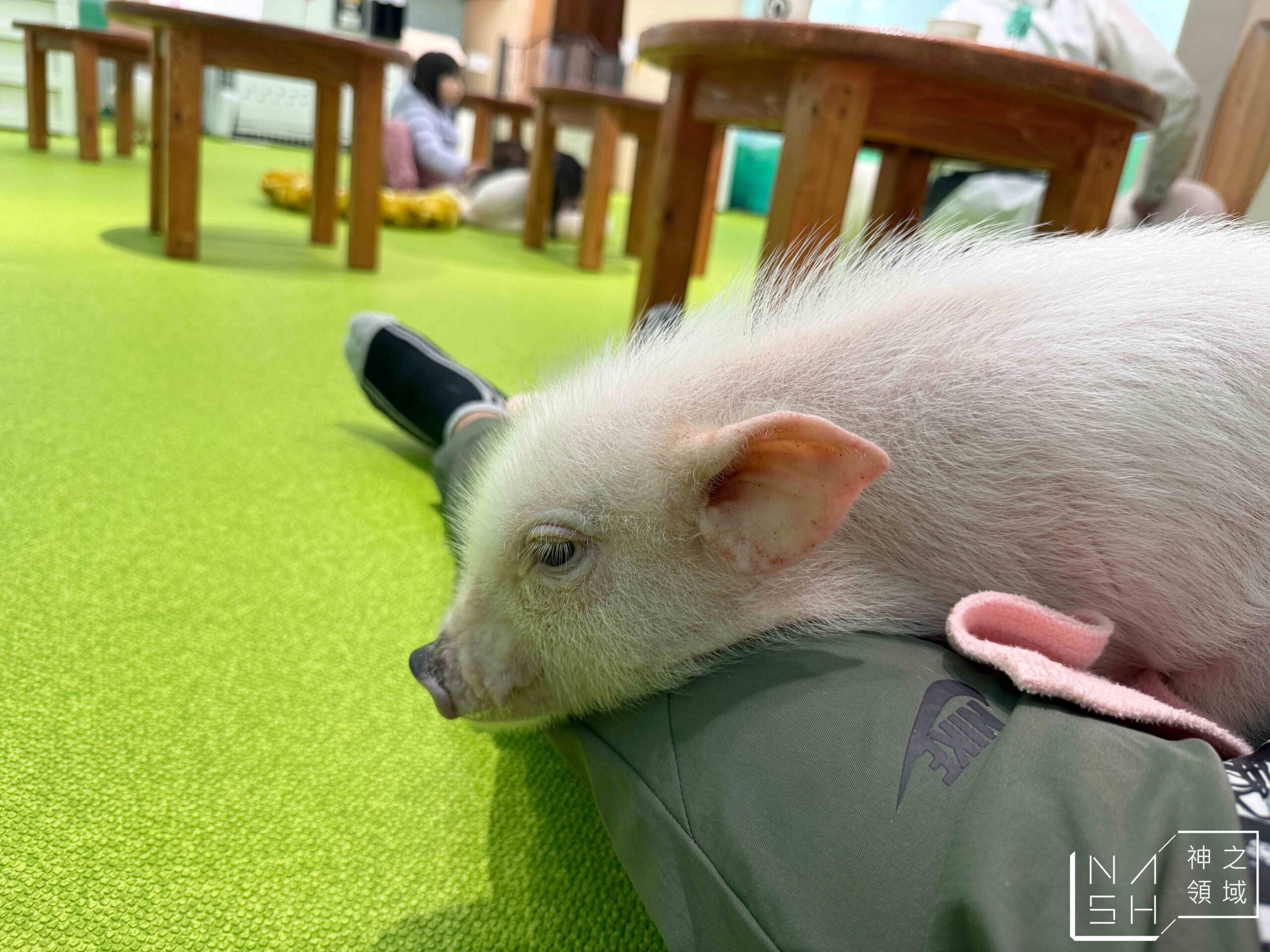 Mipig Cafe迷你豬咖啡廳