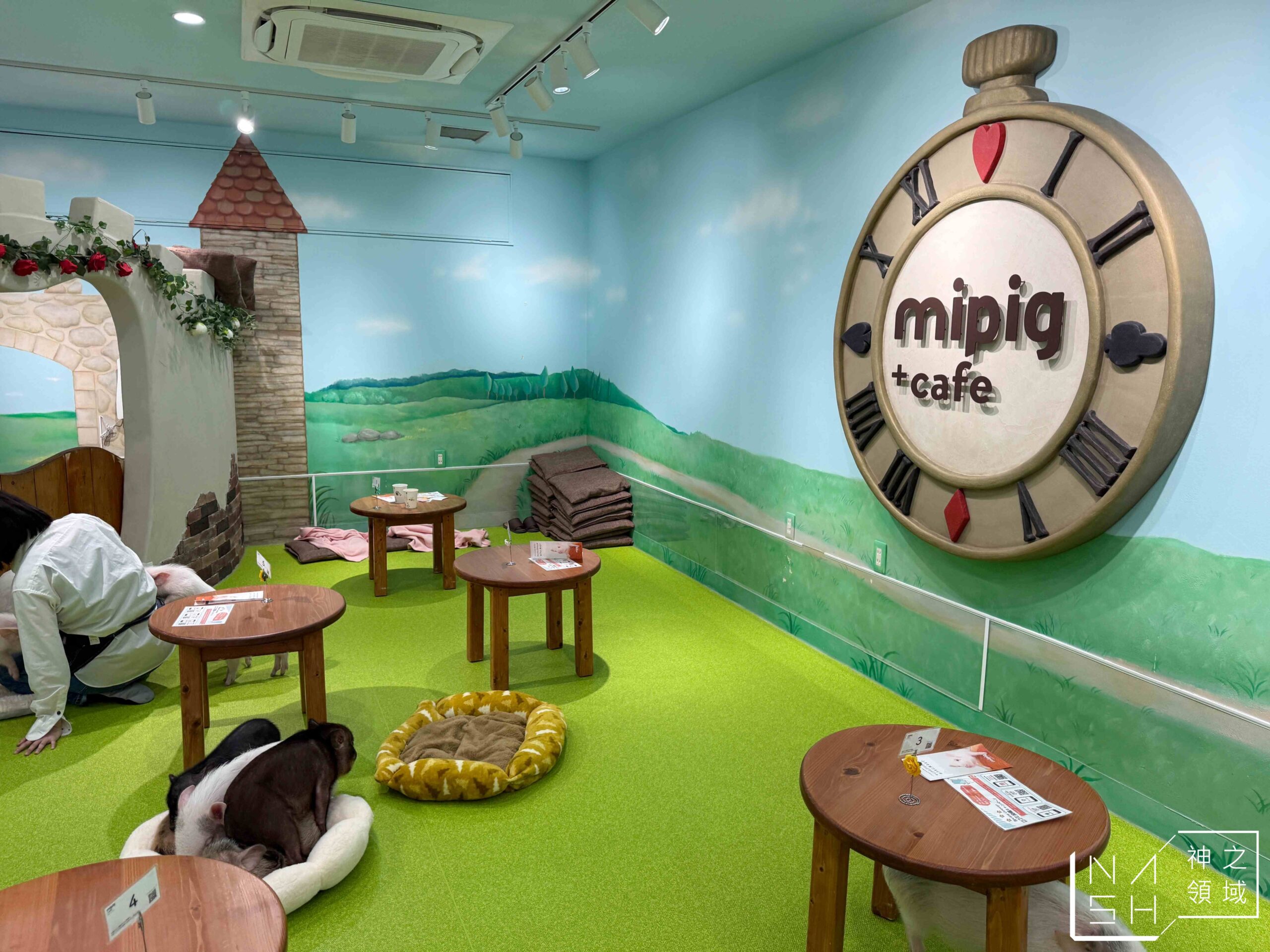 Mipig Cafe迷你豬咖啡廳