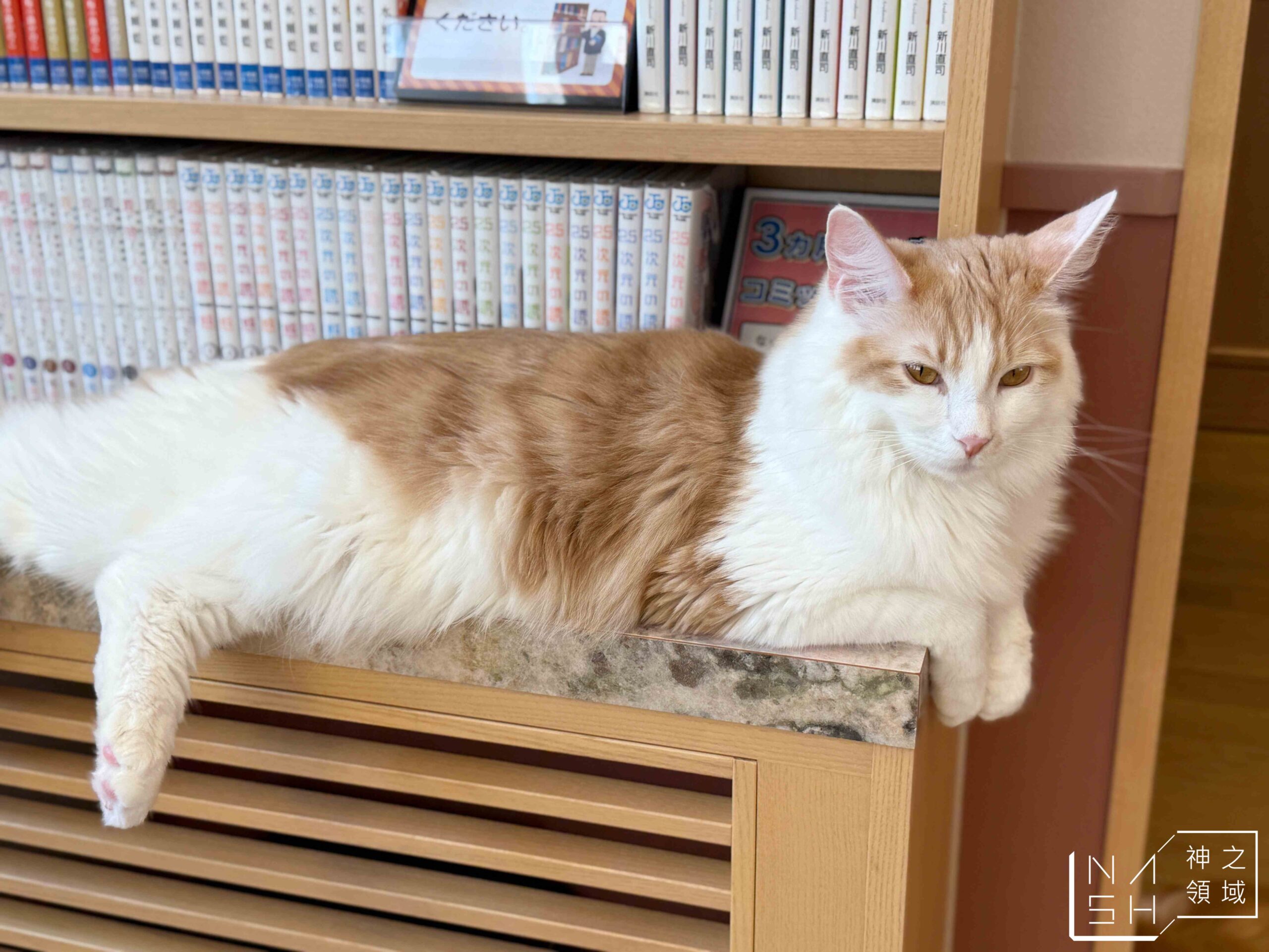 MOCHA CAT CAFE天神大名店
