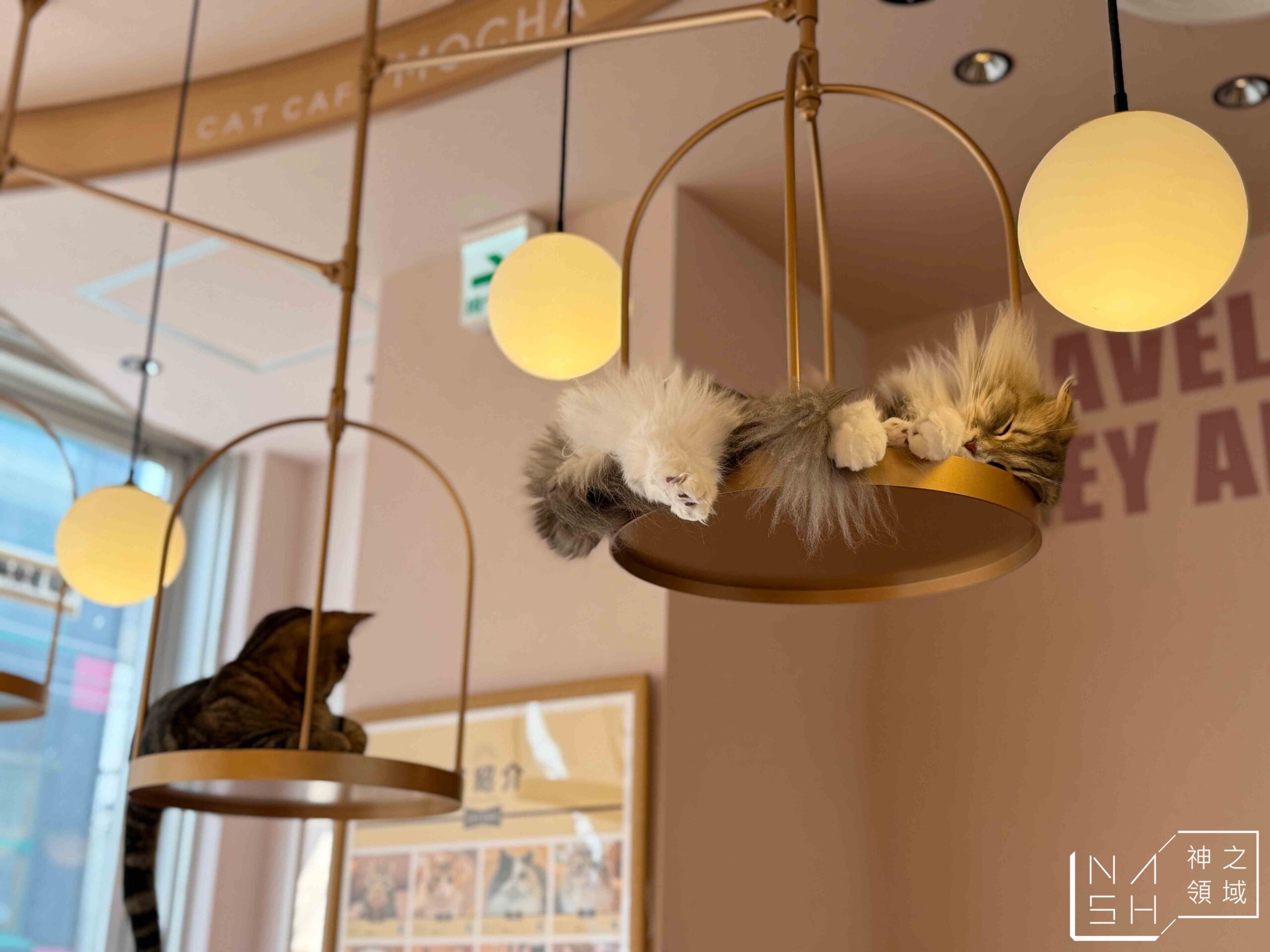 MOCHA CAT CAFE天神大名店