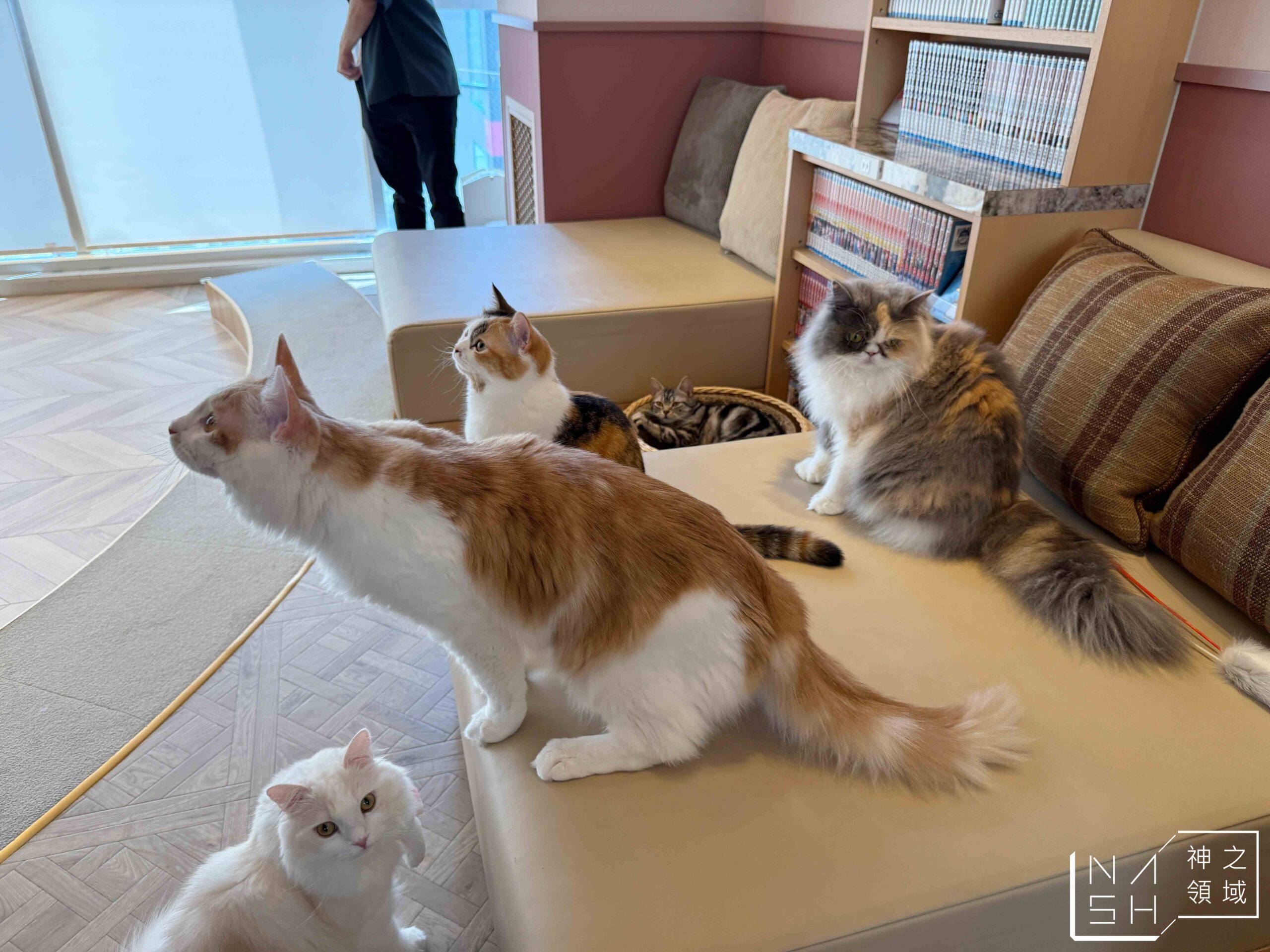 MOCHA CAT CAFE天神大名店