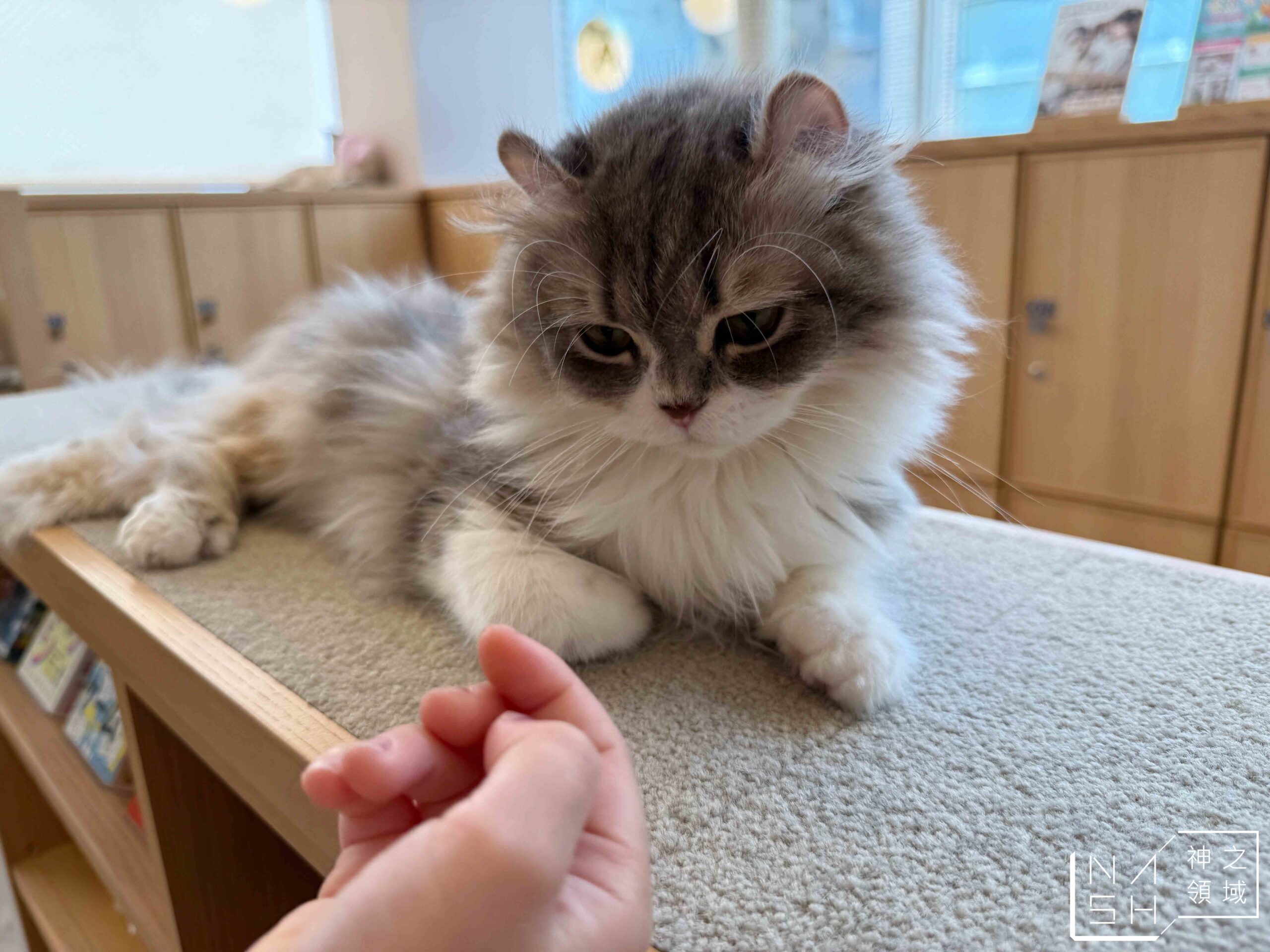 MOCHA CAT CAFE天神大名店
