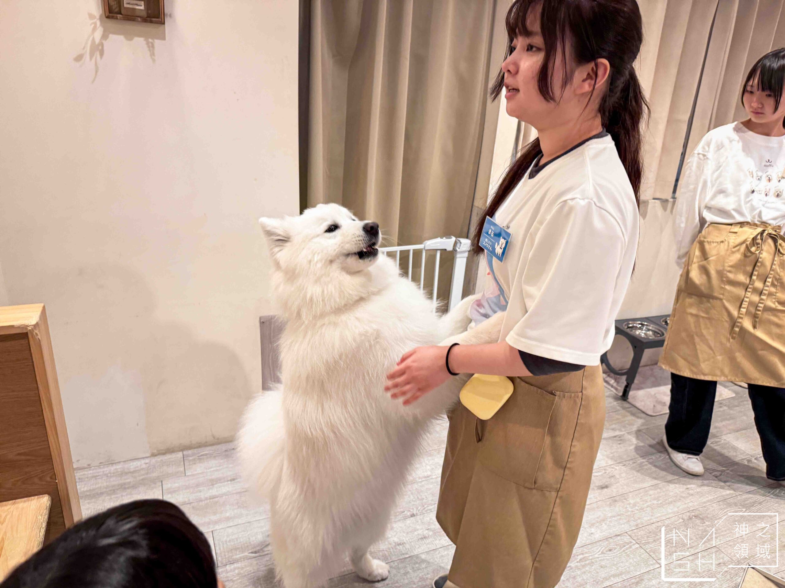 薩摩耶咖啡館 moffu 竹下街店
