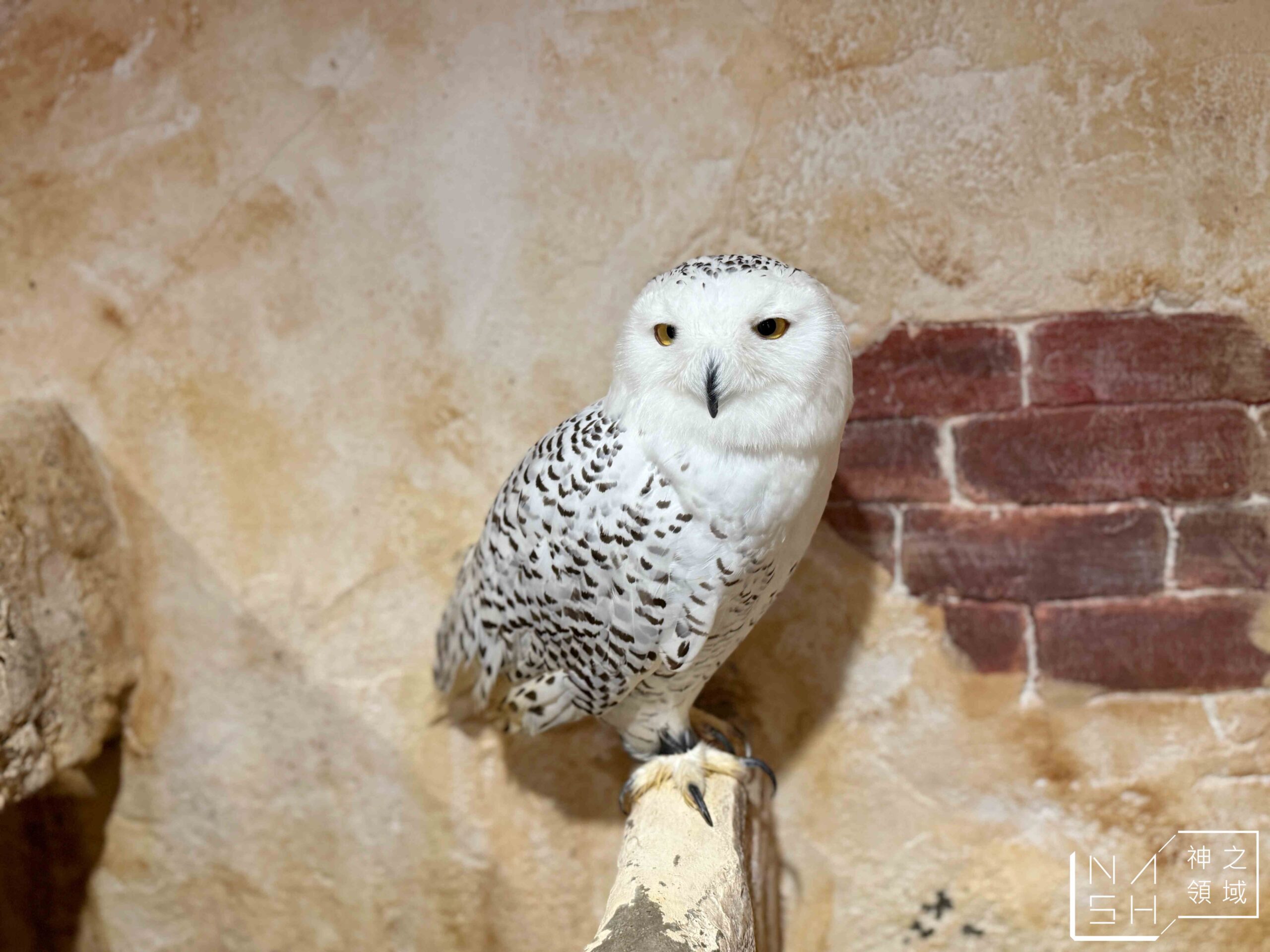 Owl Cafe Tenjin