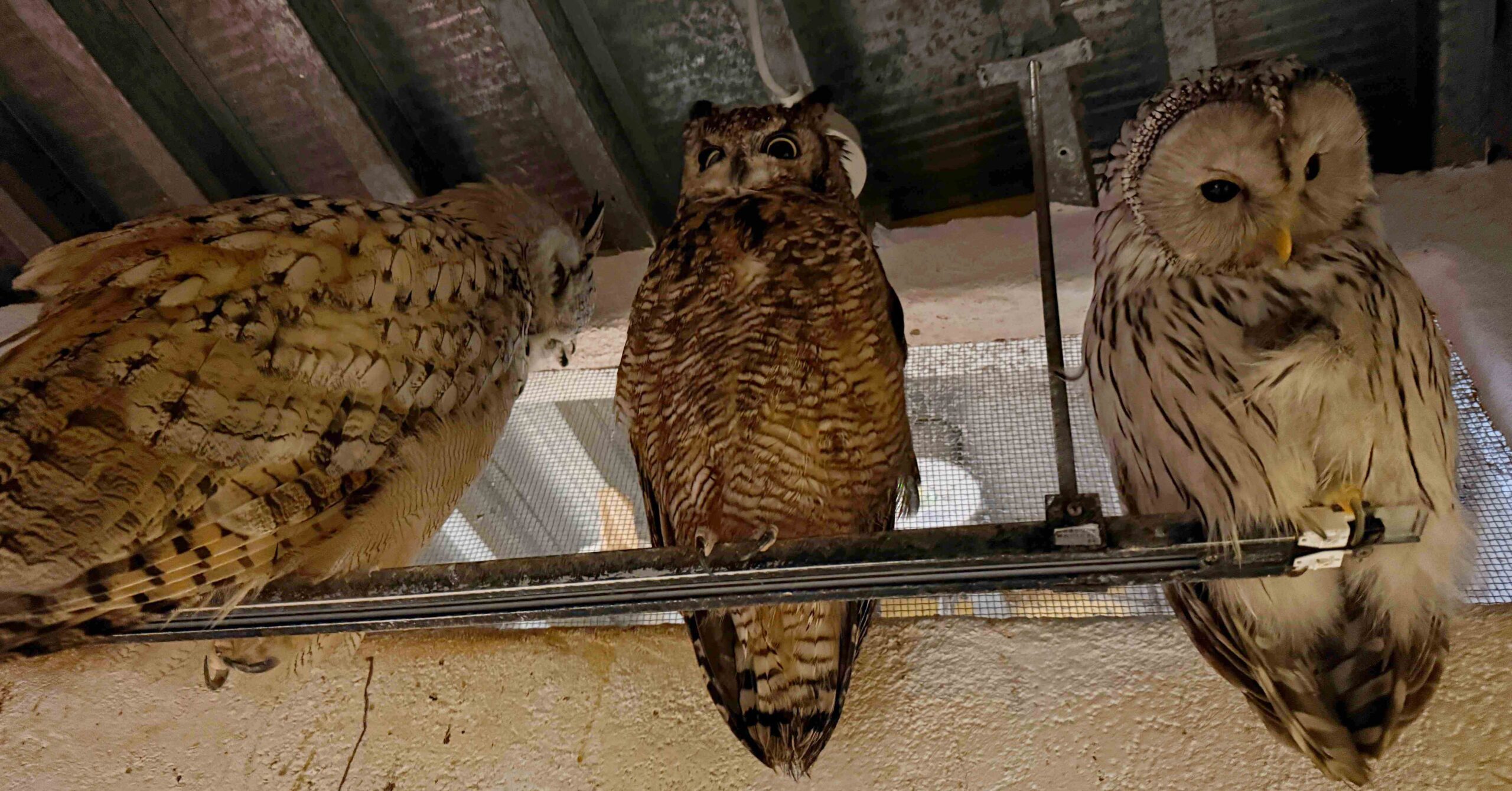 Owl Cafe Tenjin @Nash，神之領域