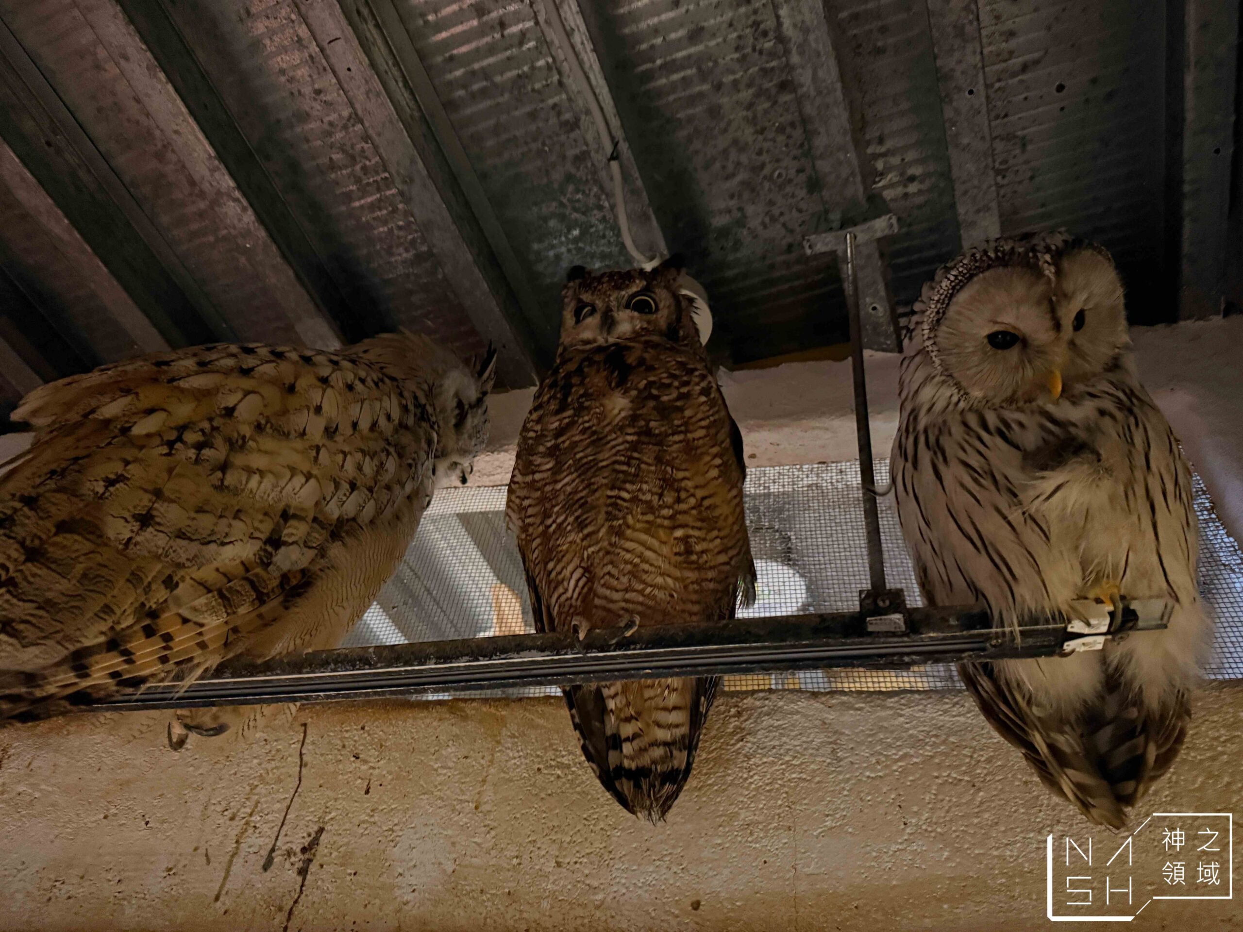 Owl Cafe Tenjin
