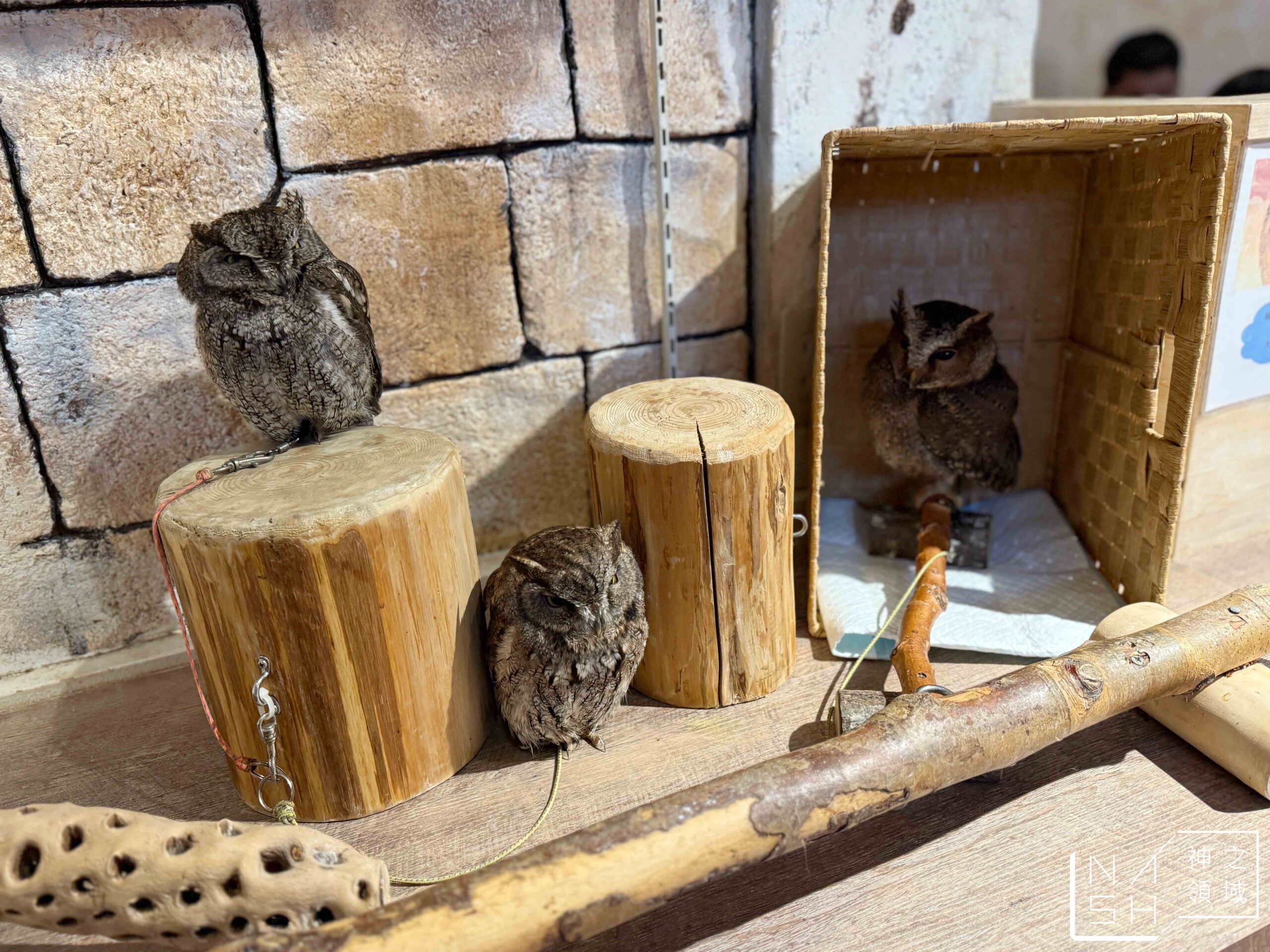Owl Cafe Tenjin