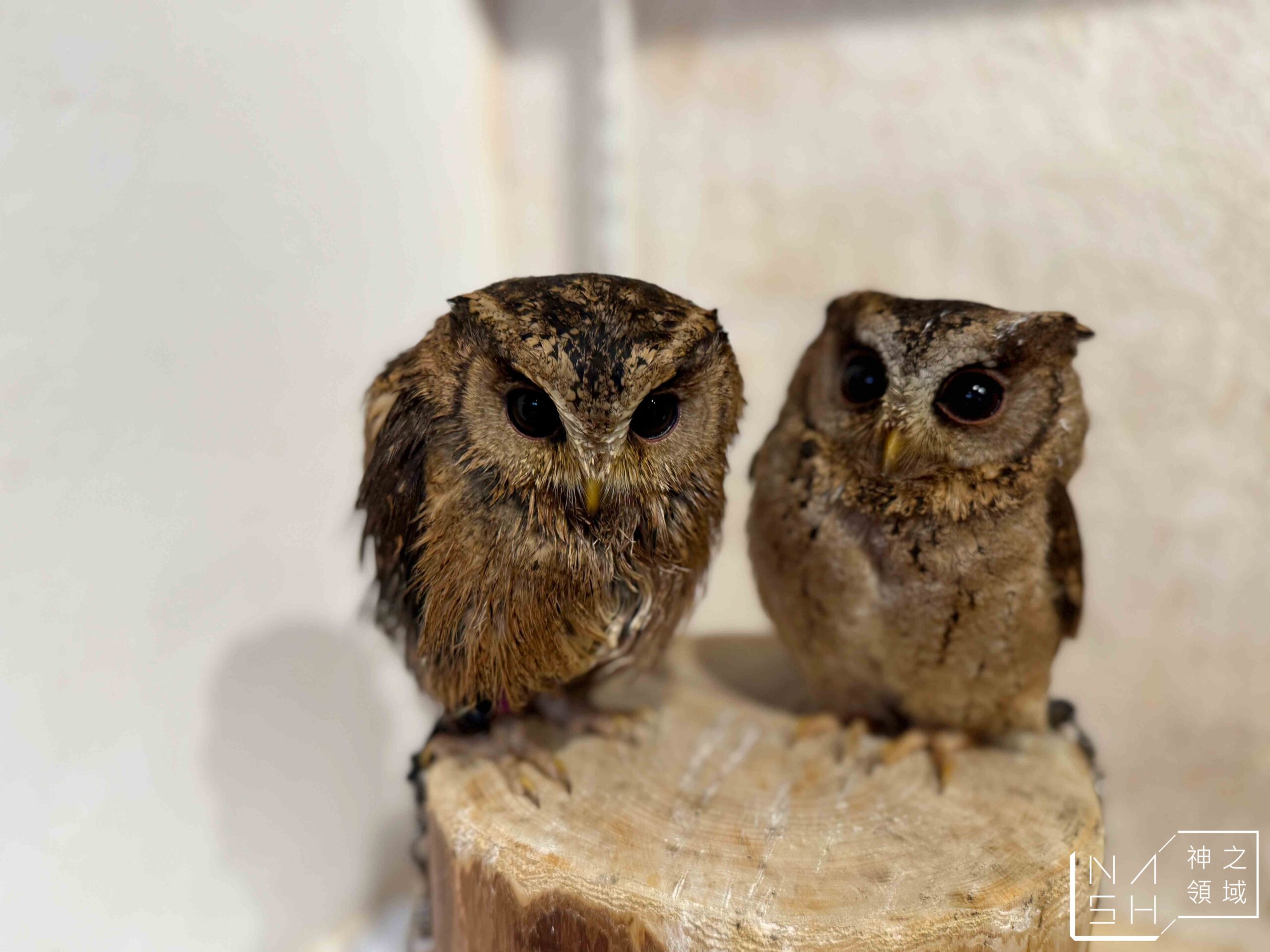Owl Cafe Tenjin