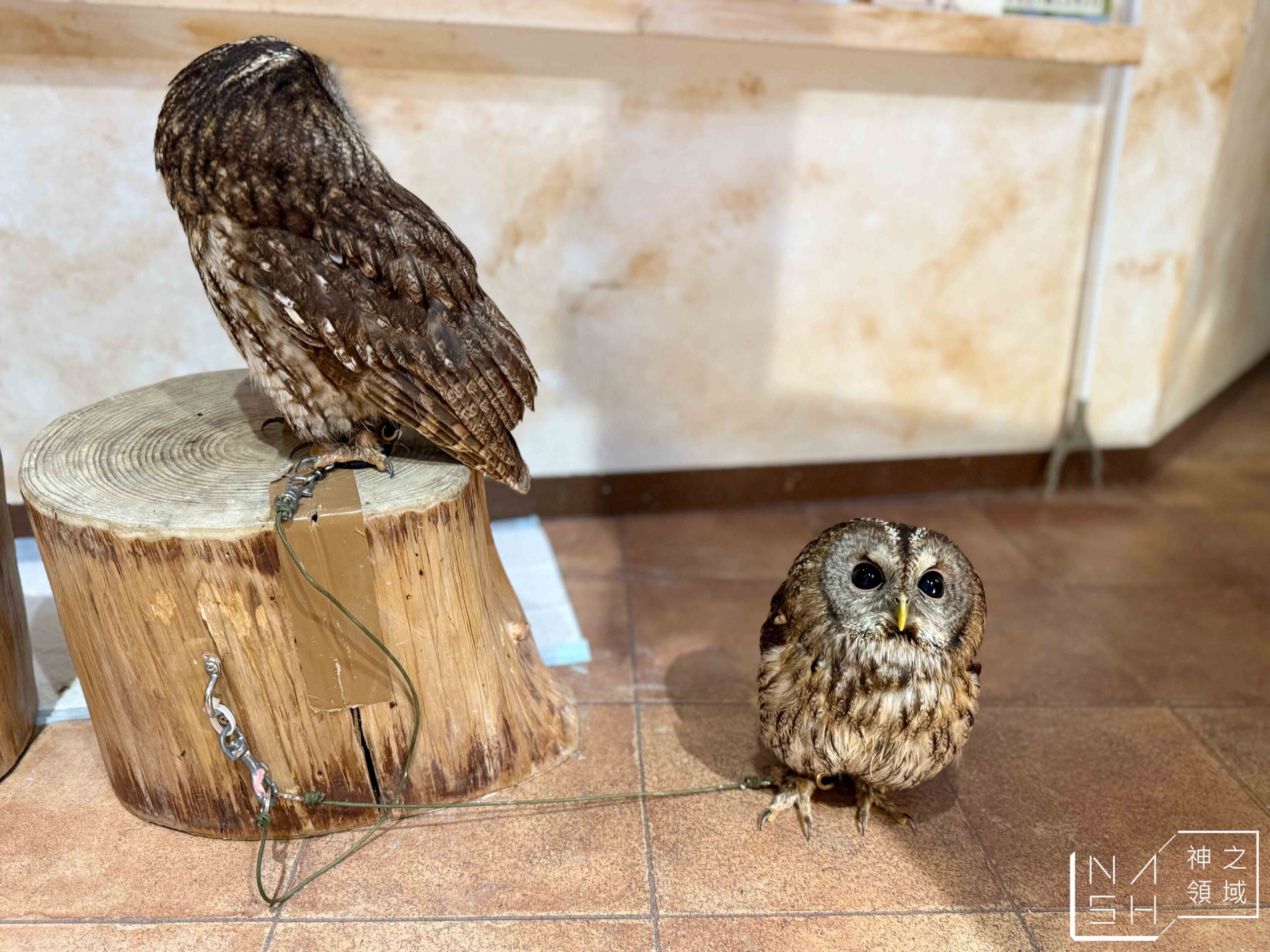 Owl Cafe Tenjin