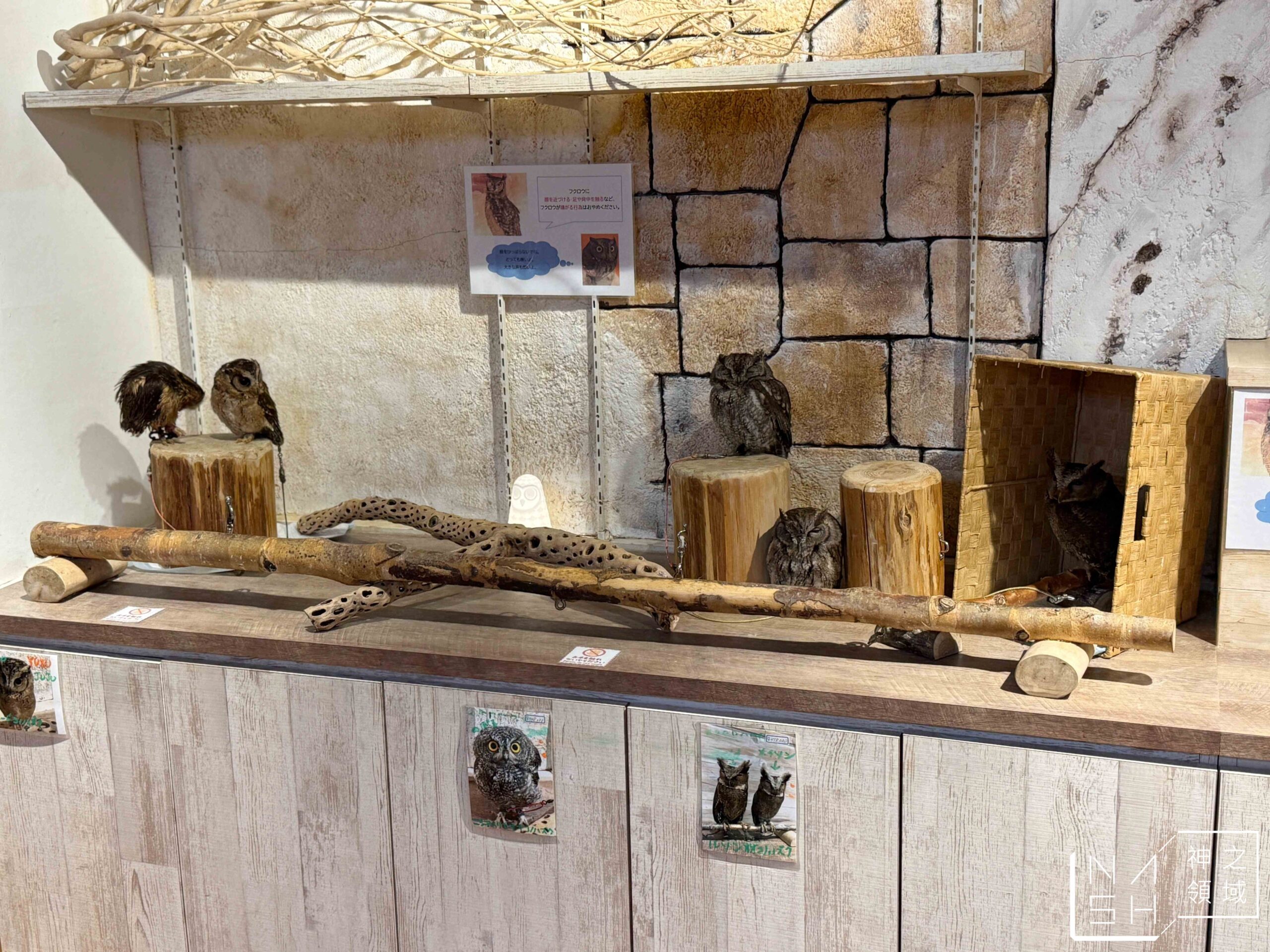 Owl Cafe Tenjin