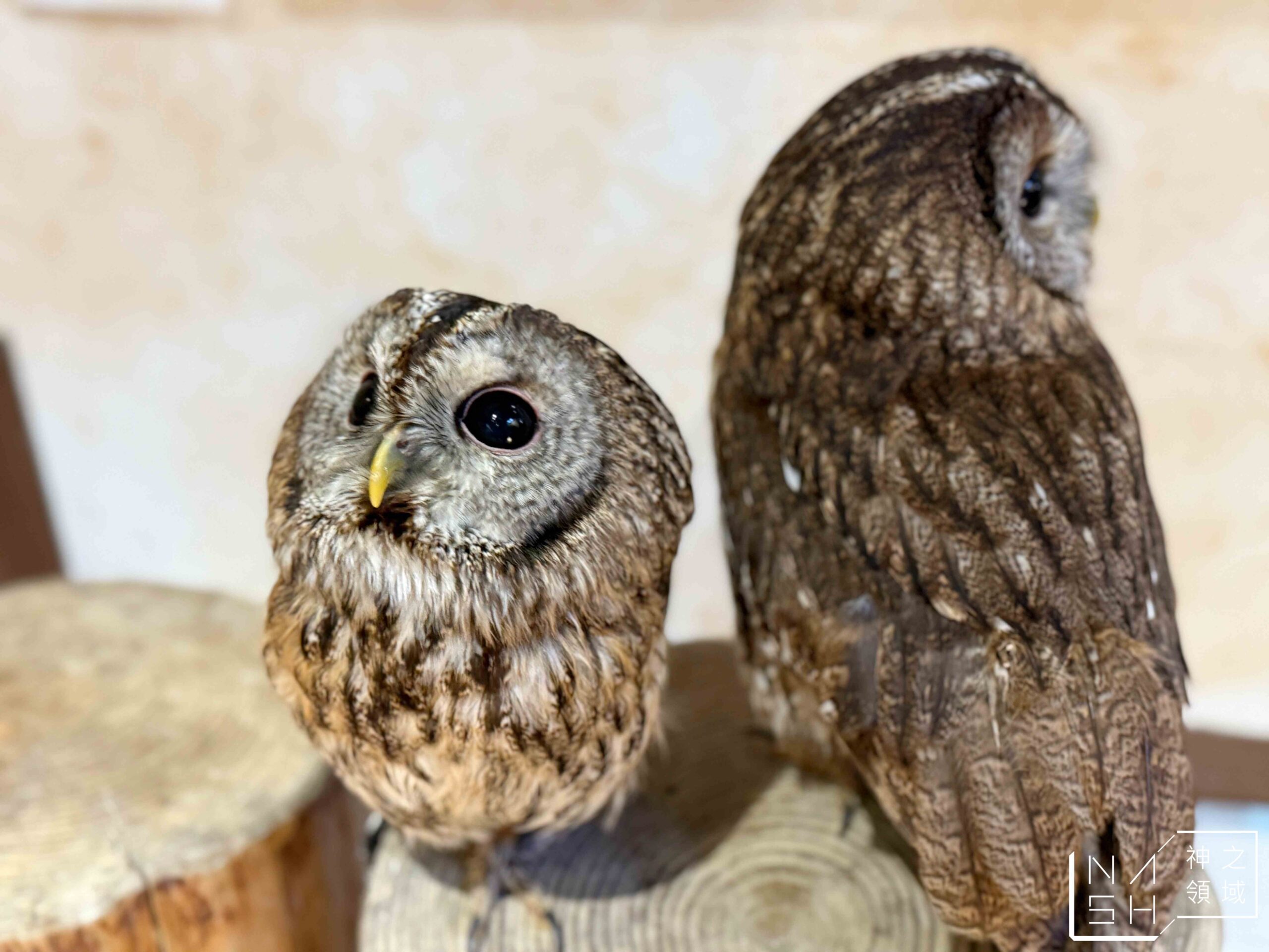 Owl Cafe Tenjin