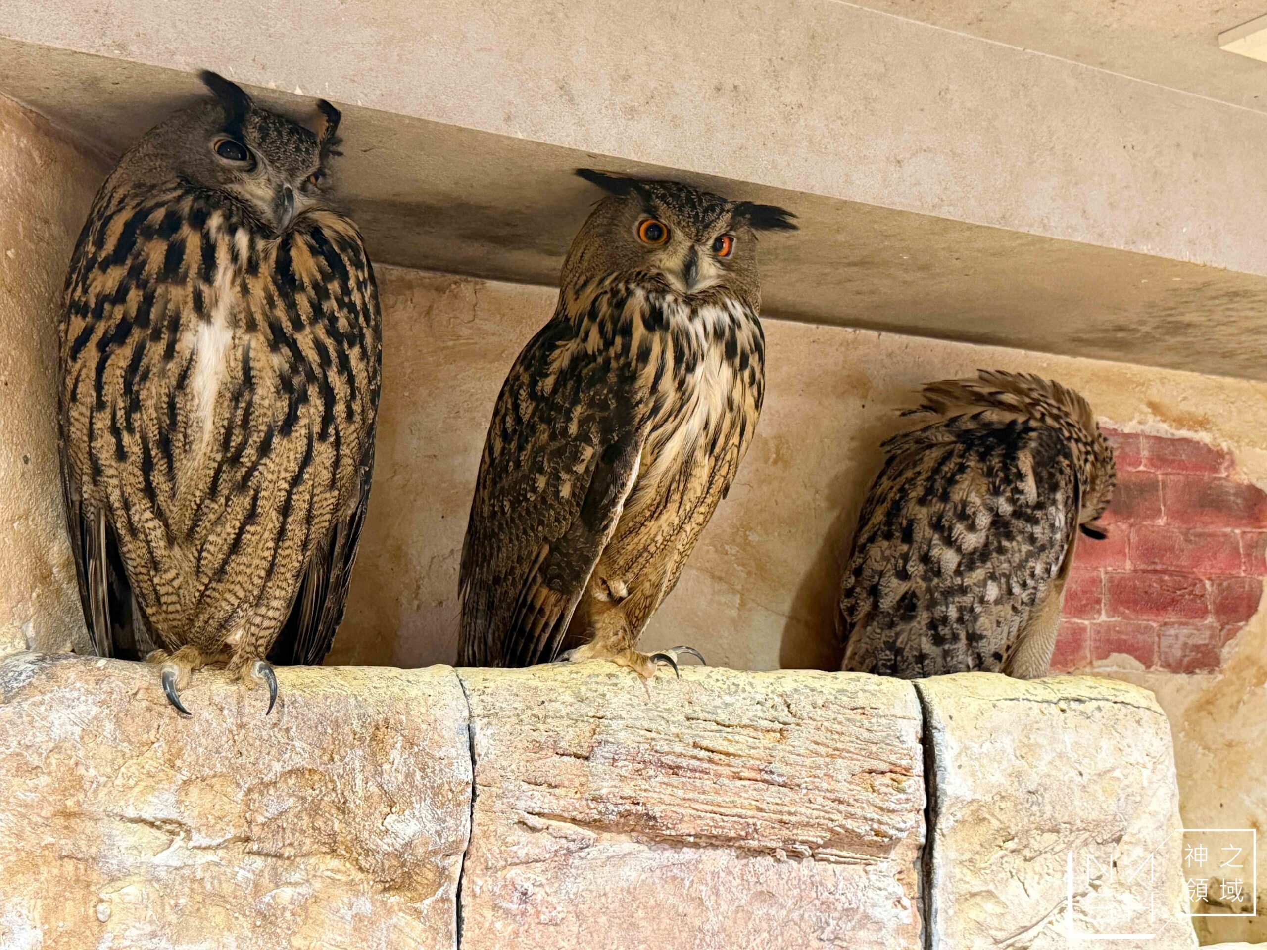Owl Cafe Tenjin
