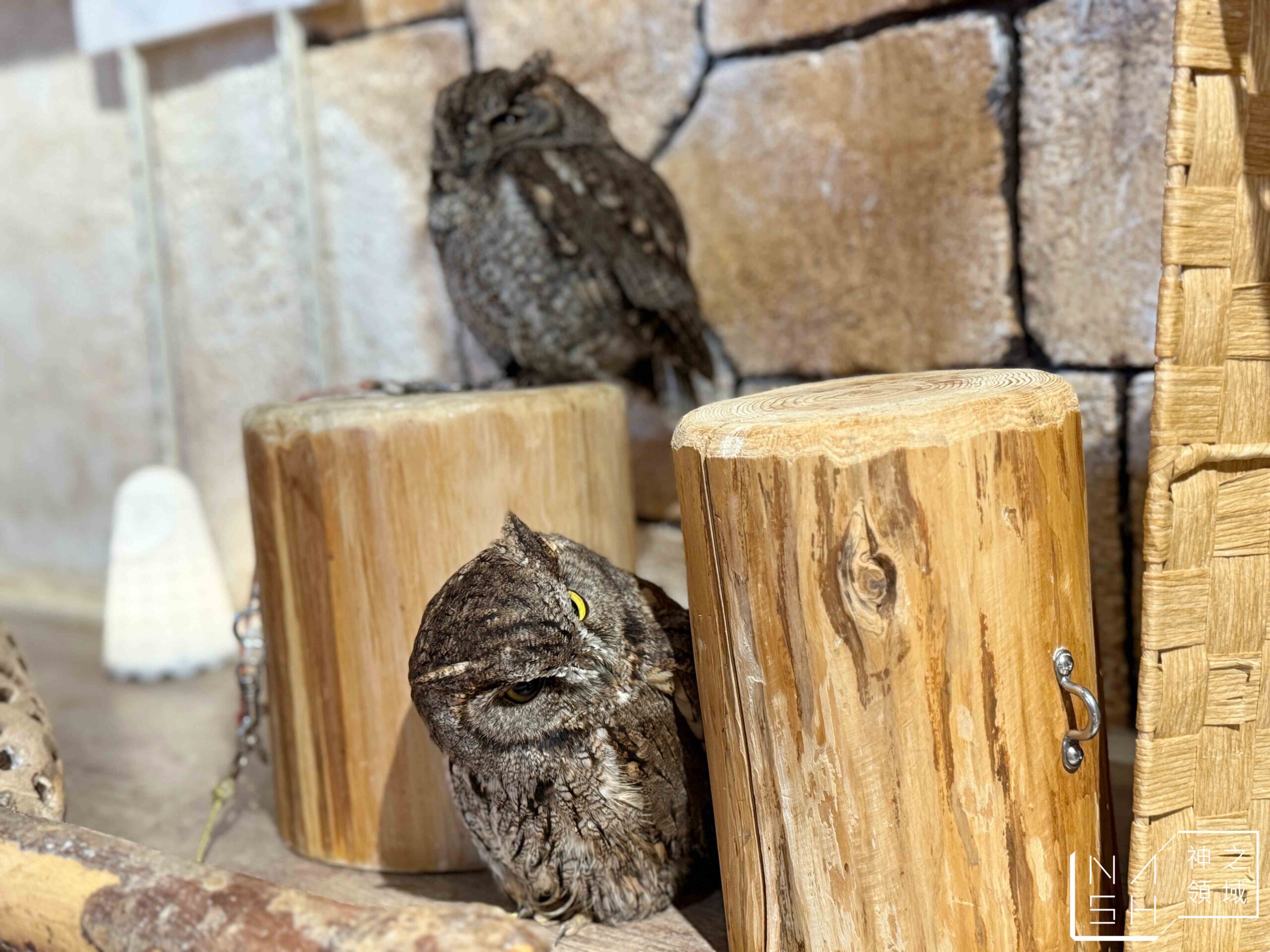Owl Cafe Tenjin