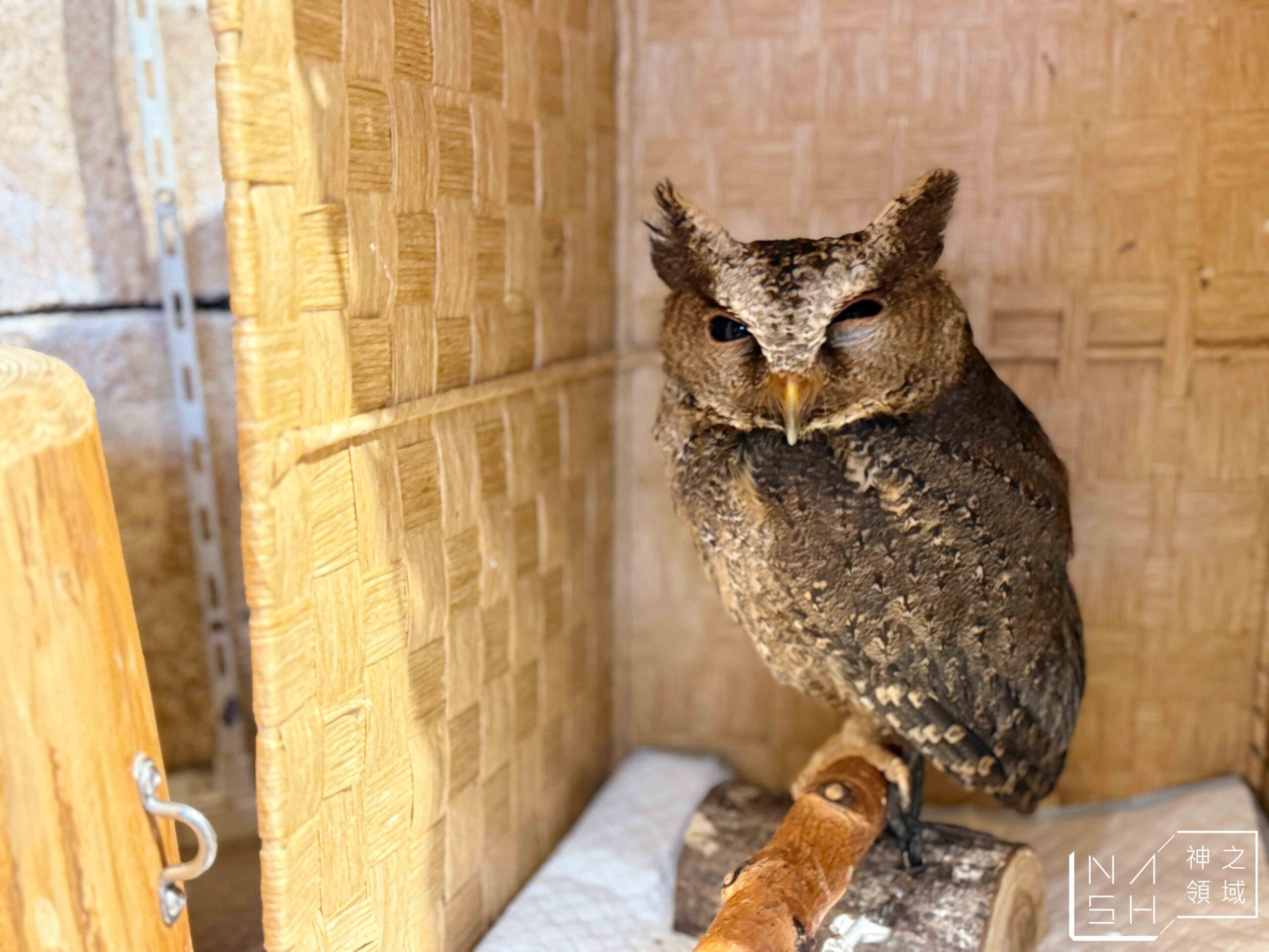 Owl Cafe Tenjin