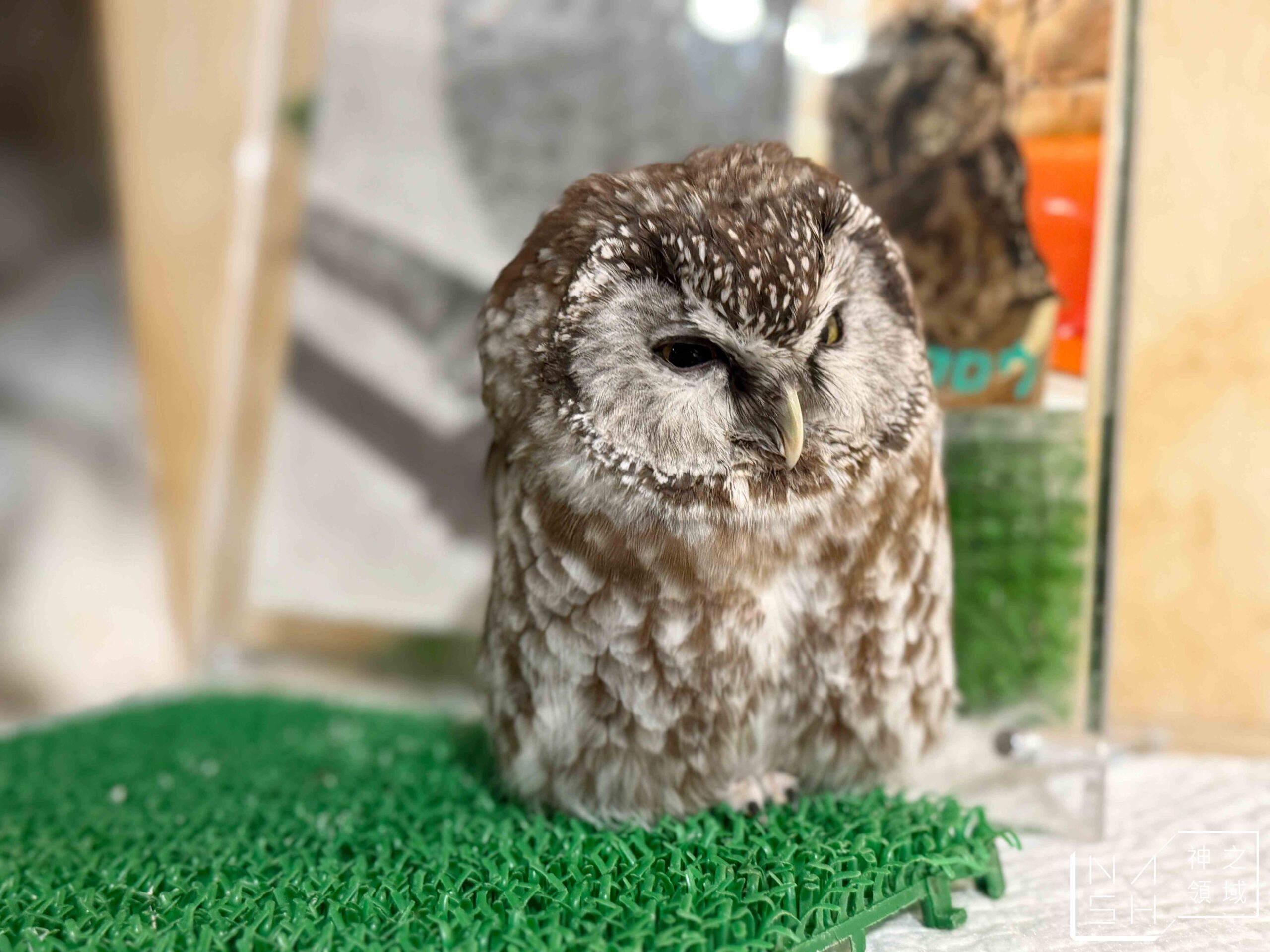 Owl Cafe Tenjin