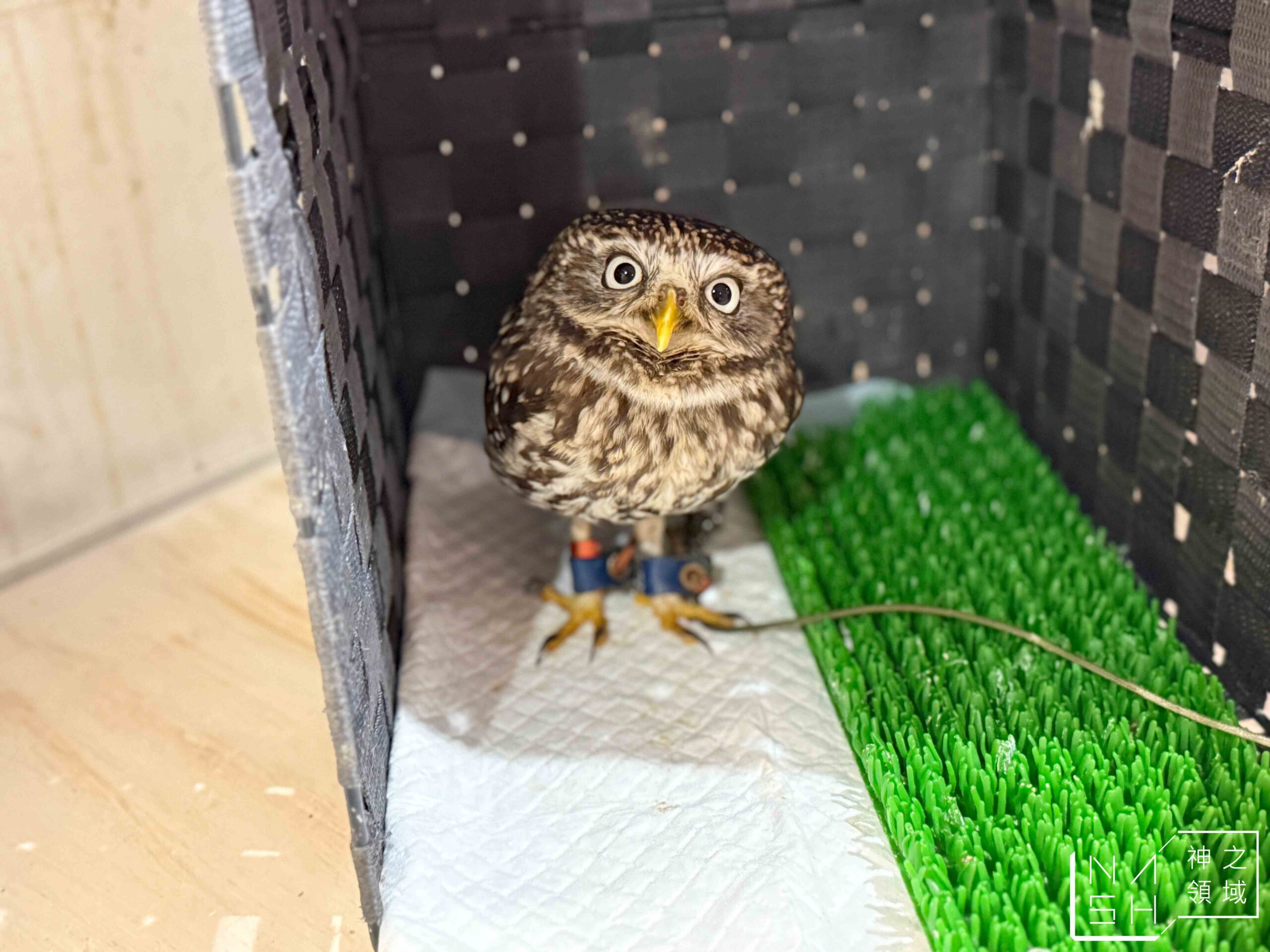Owl Cafe Tenjin