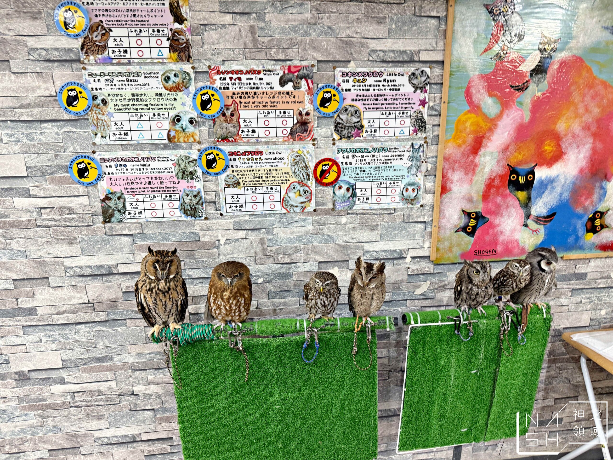 Owlpark貓頭鷹咖啡館