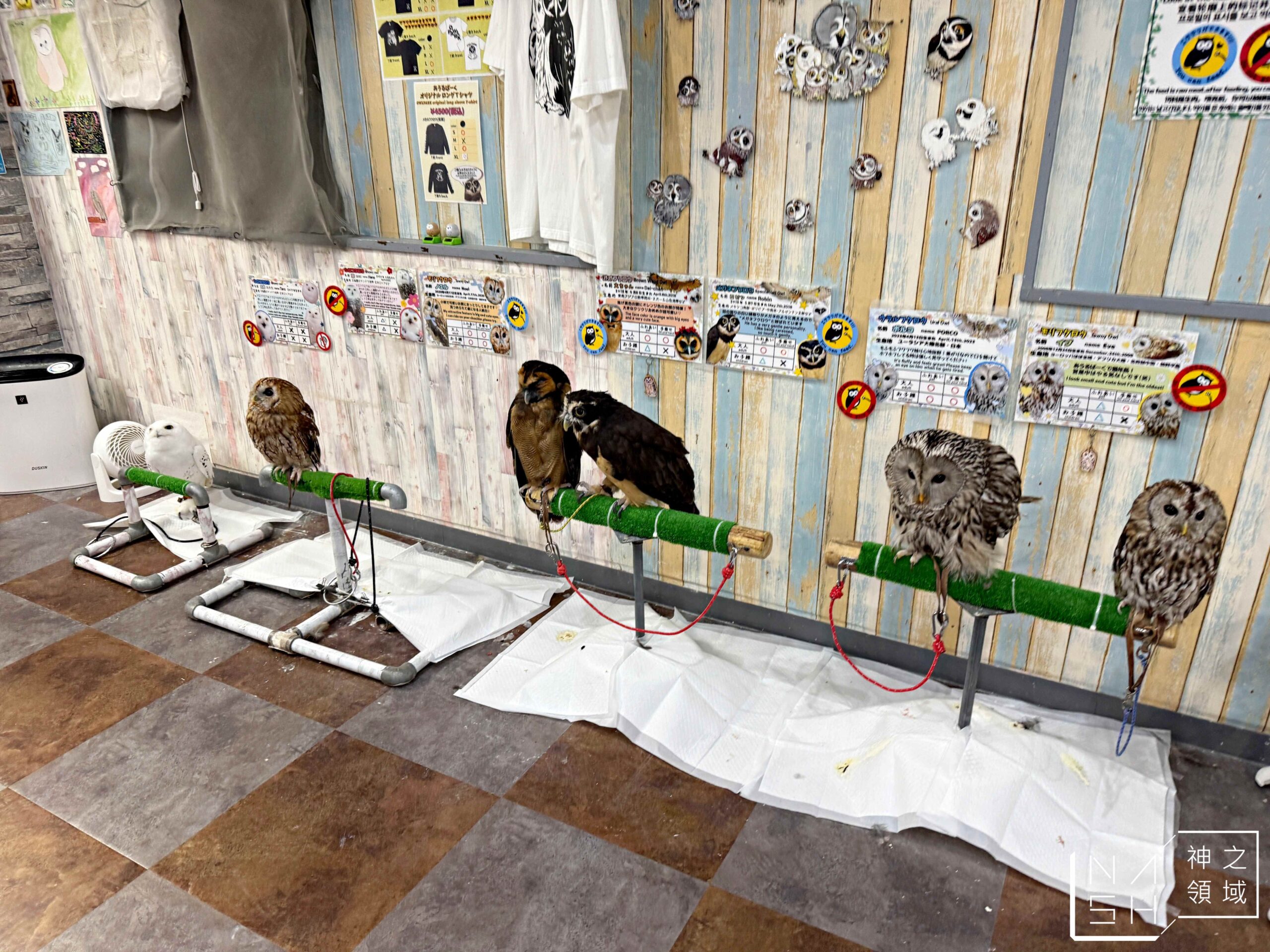 Owlpark貓頭鷹咖啡館