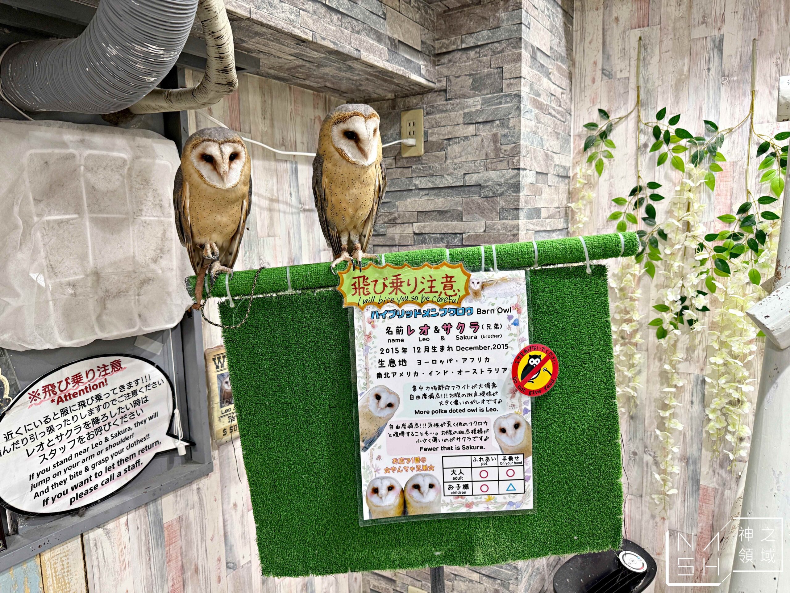 Owlpark貓頭鷹咖啡館