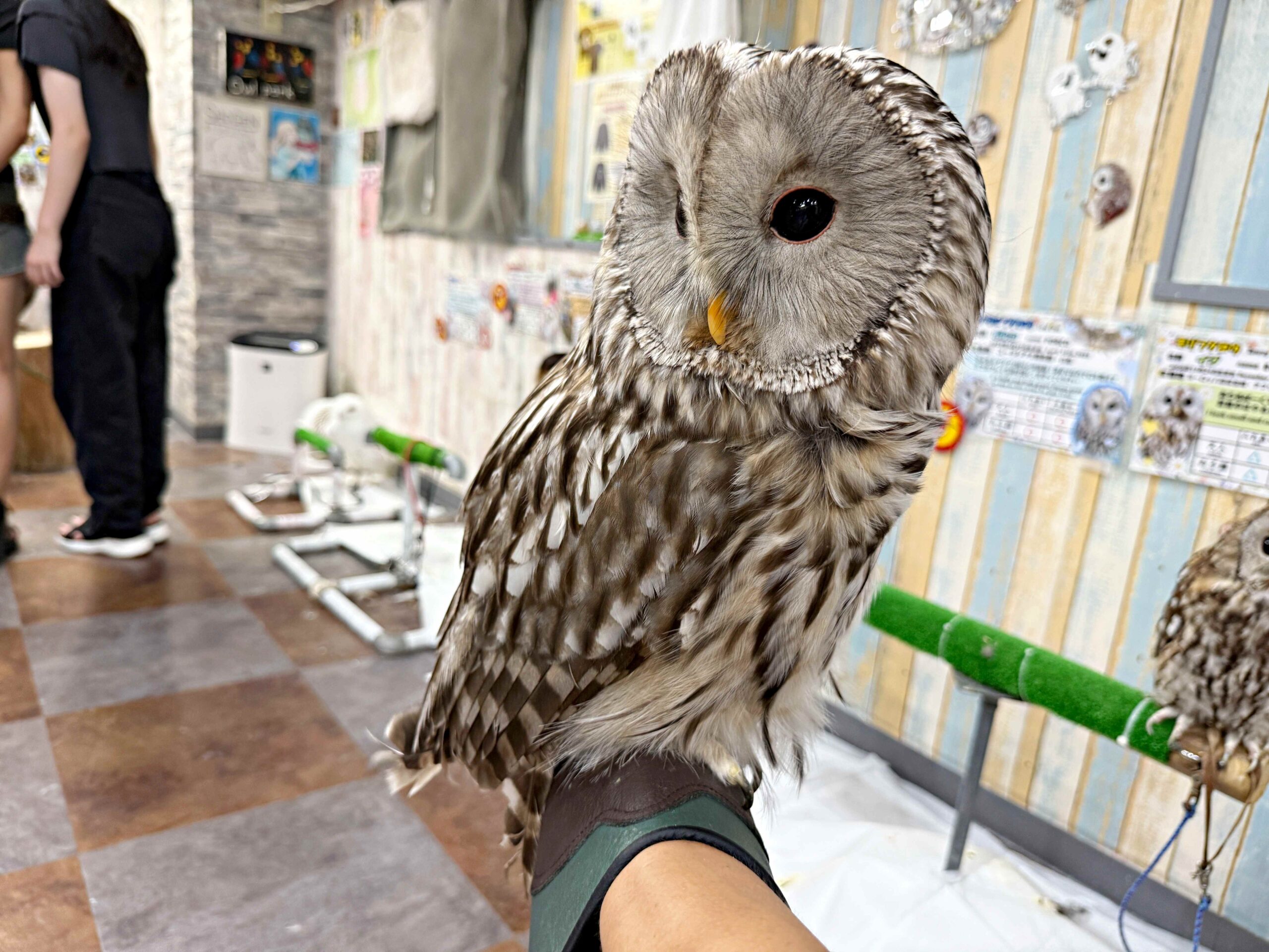 Owlpark貓頭鷹咖啡館,Owlpark @Nash，神之領域