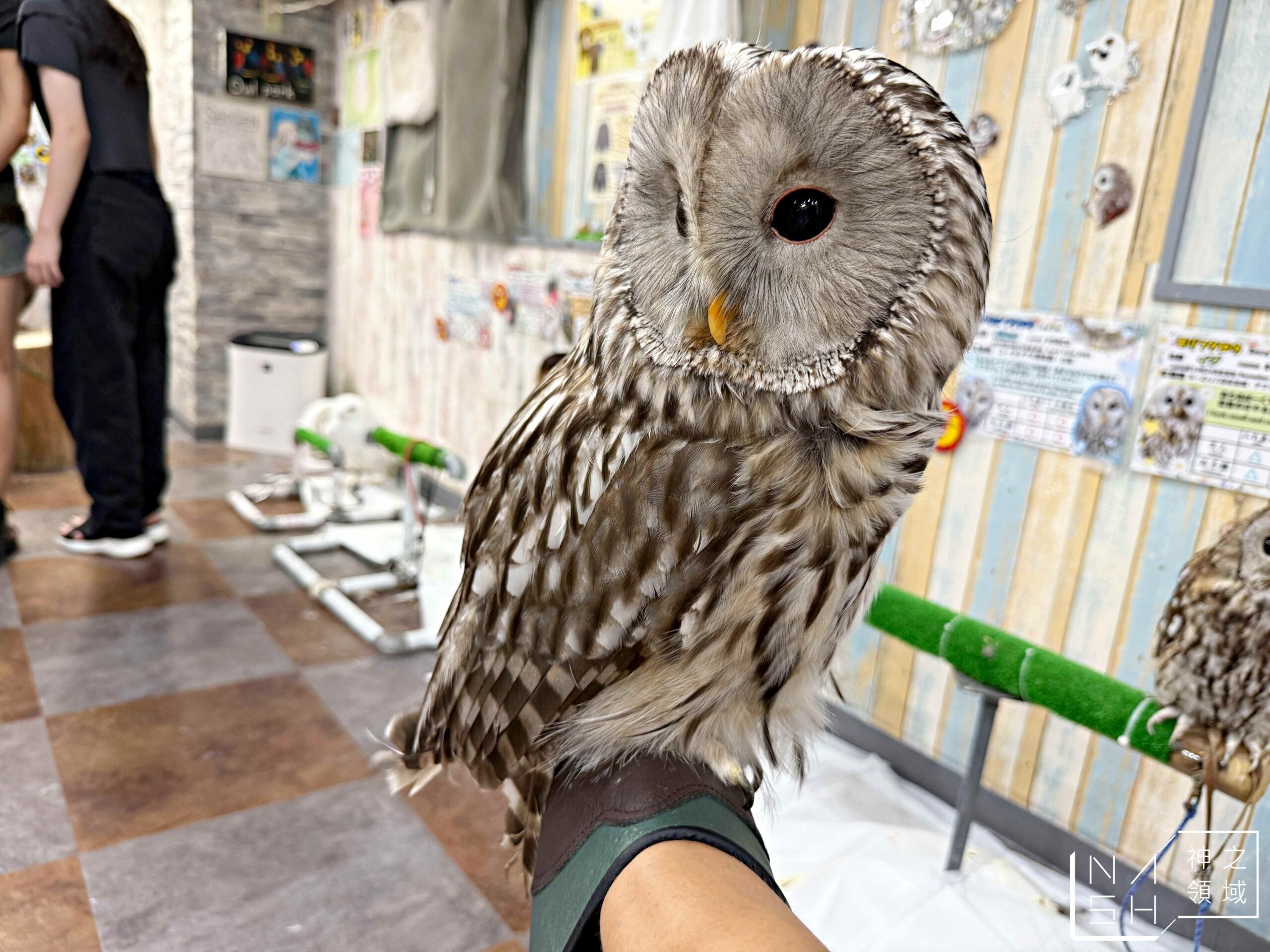 Owlpark貓頭鷹咖啡館