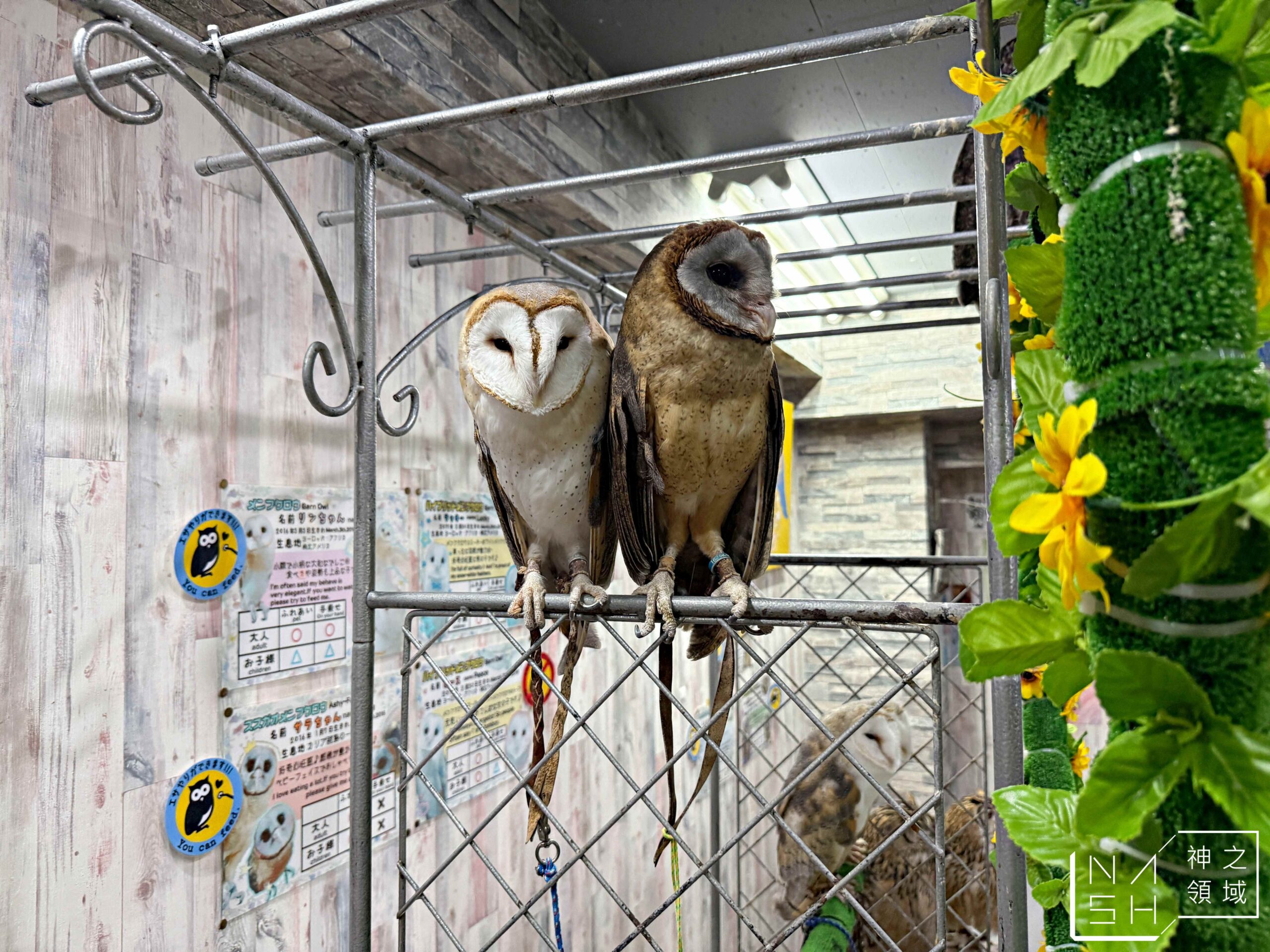 Owlpark貓頭鷹咖啡館