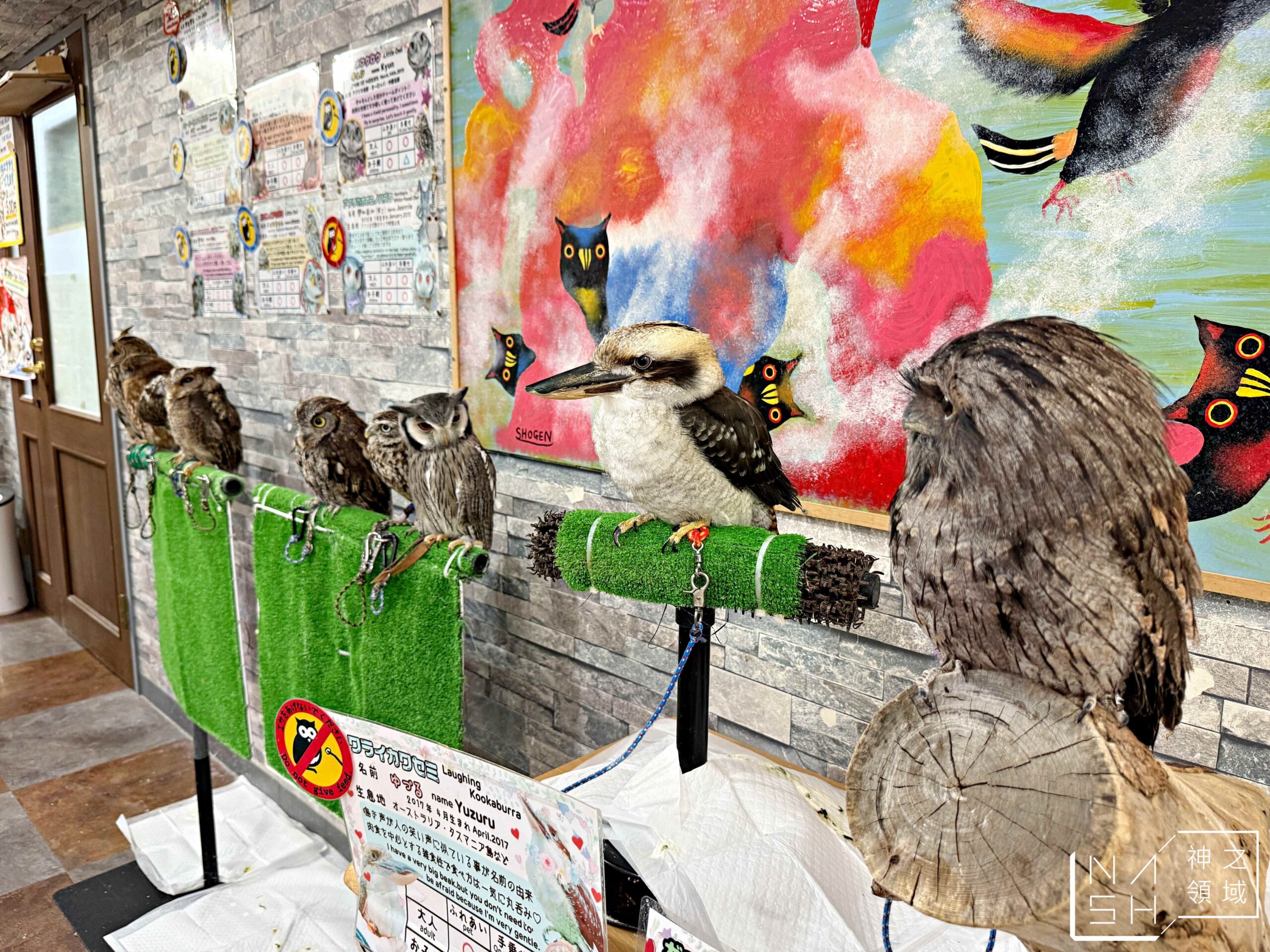 Owlpark貓頭鷹咖啡館