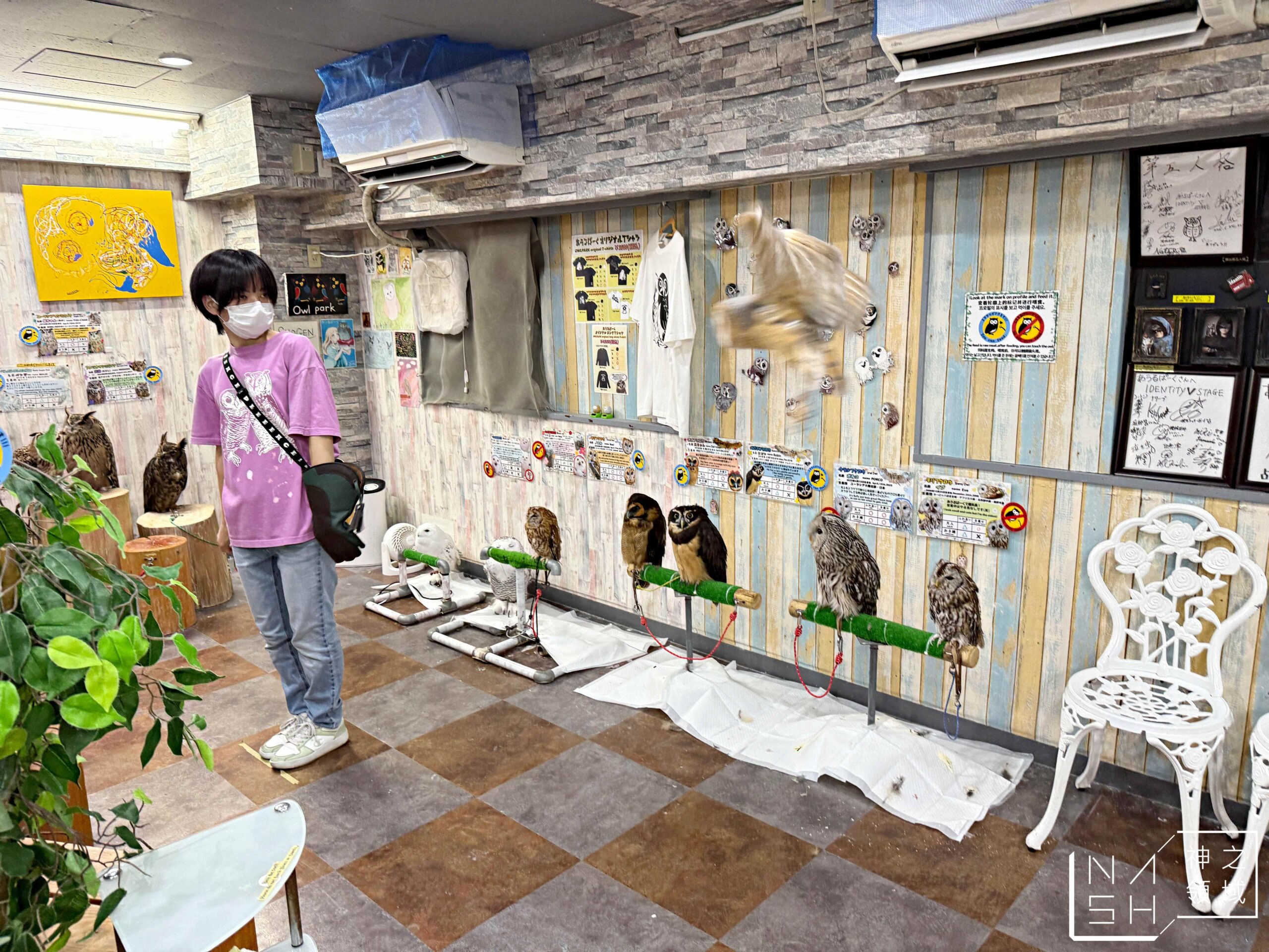 Owlpark貓頭鷹咖啡館