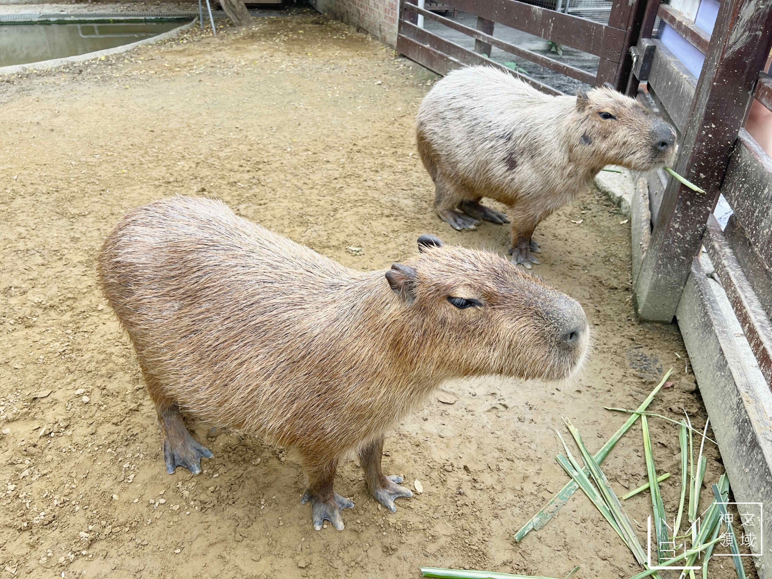 三隻小豬觀光農場