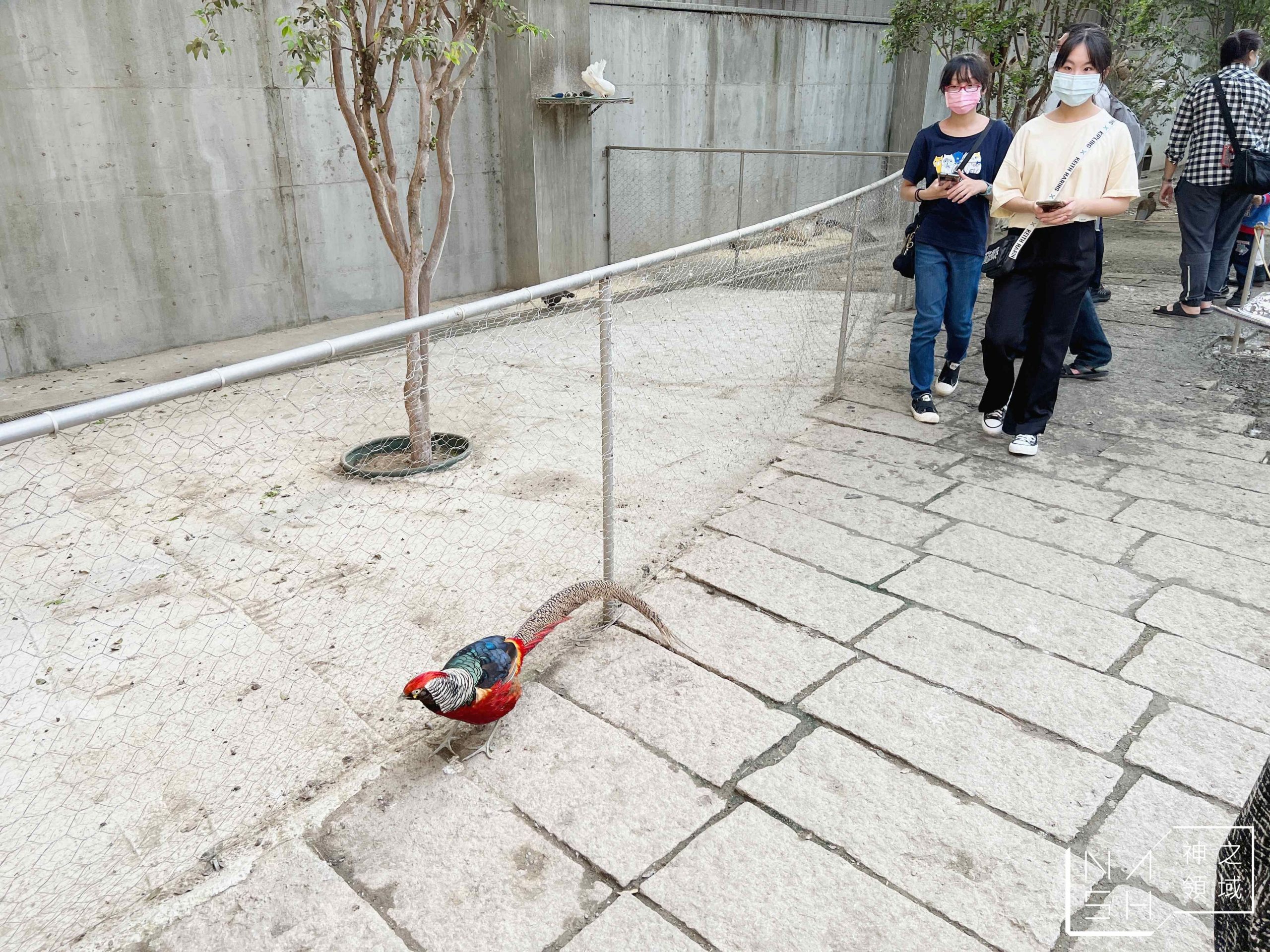 三隻小豬觀光農場