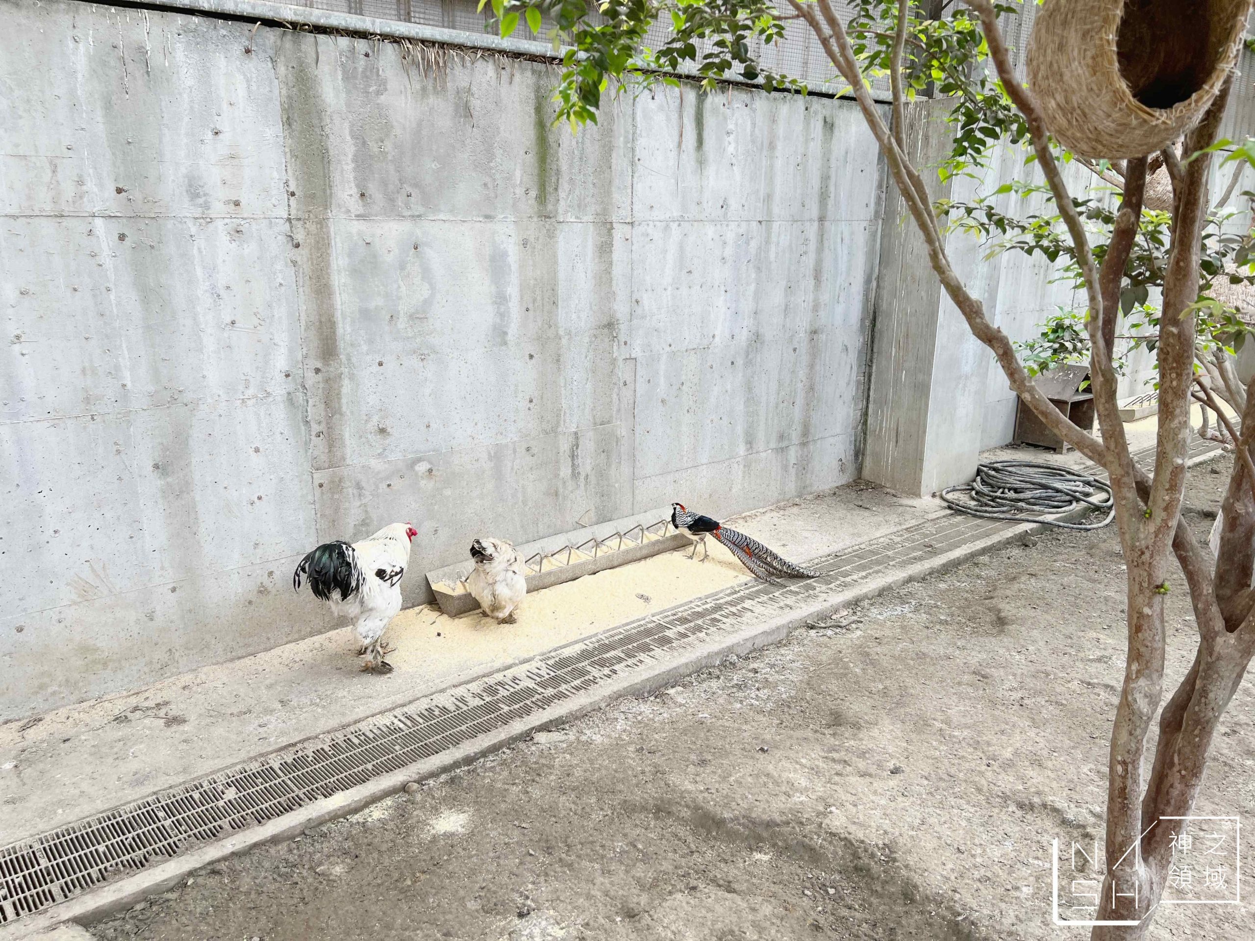 三隻小豬觀光農場