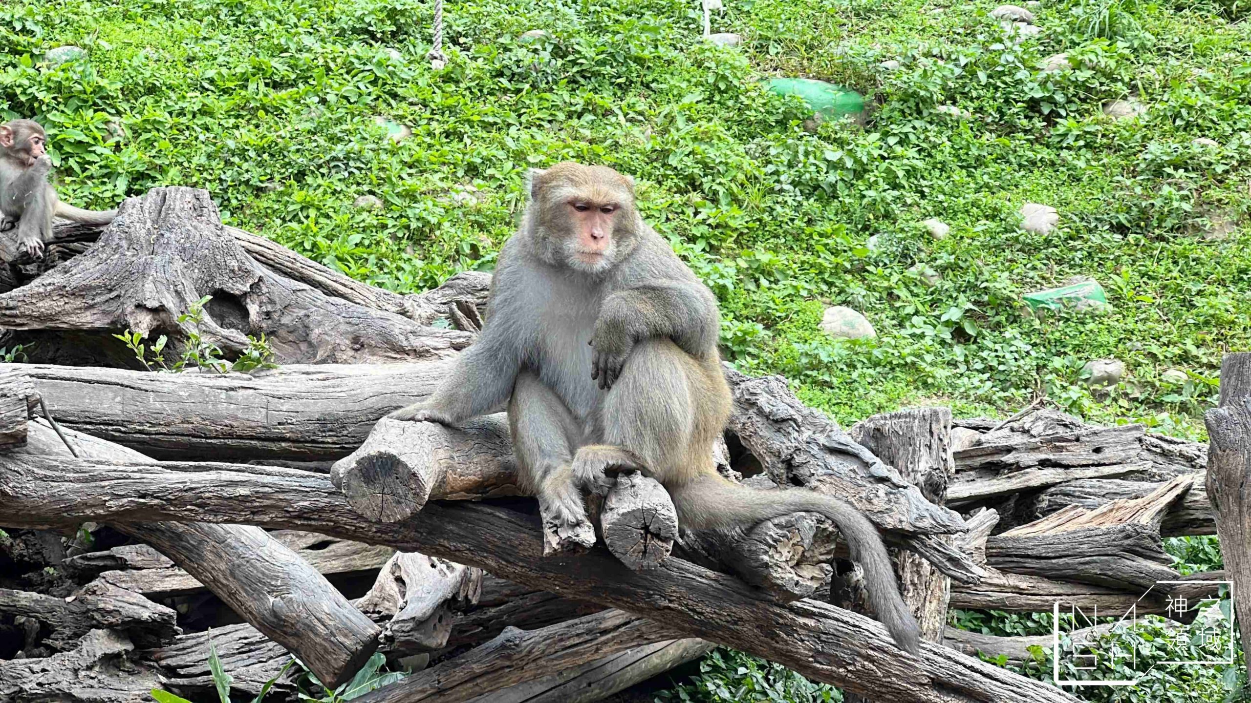 郭叔叔獼猴生態區 Monkey Land