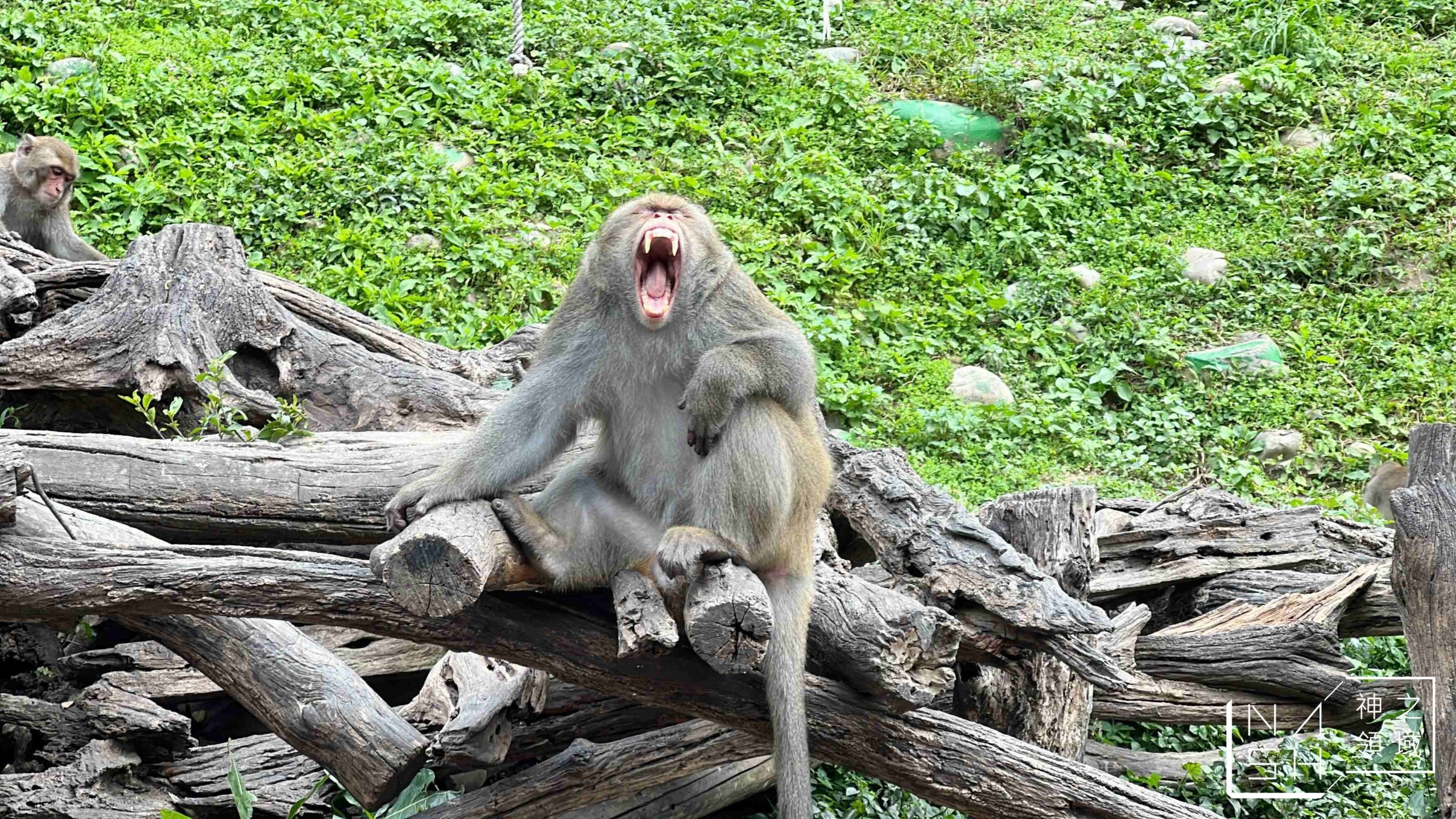 郭叔叔獼猴生態區 Monkey Land