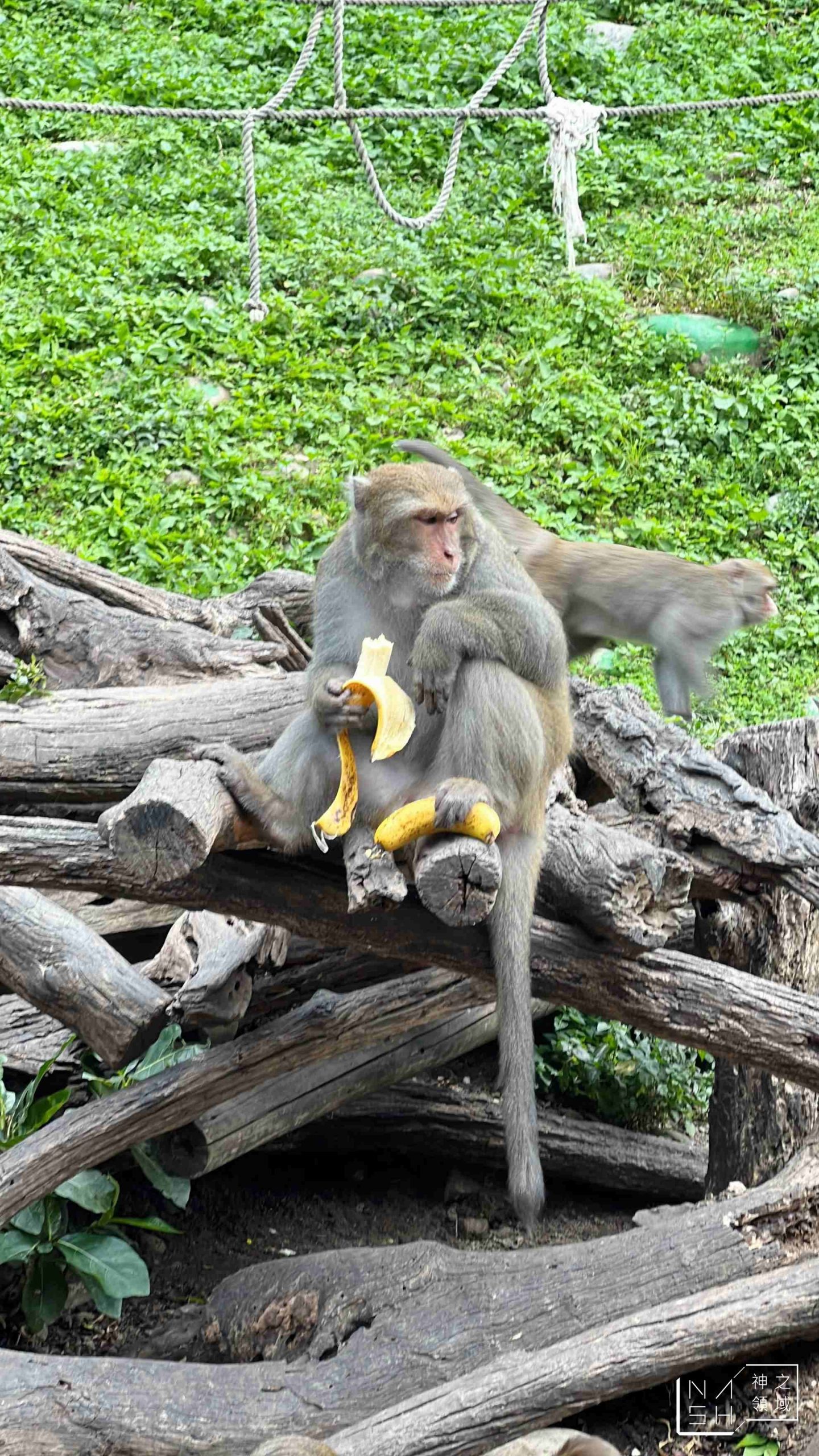 郭叔叔獼猴生態區 Monkey Land