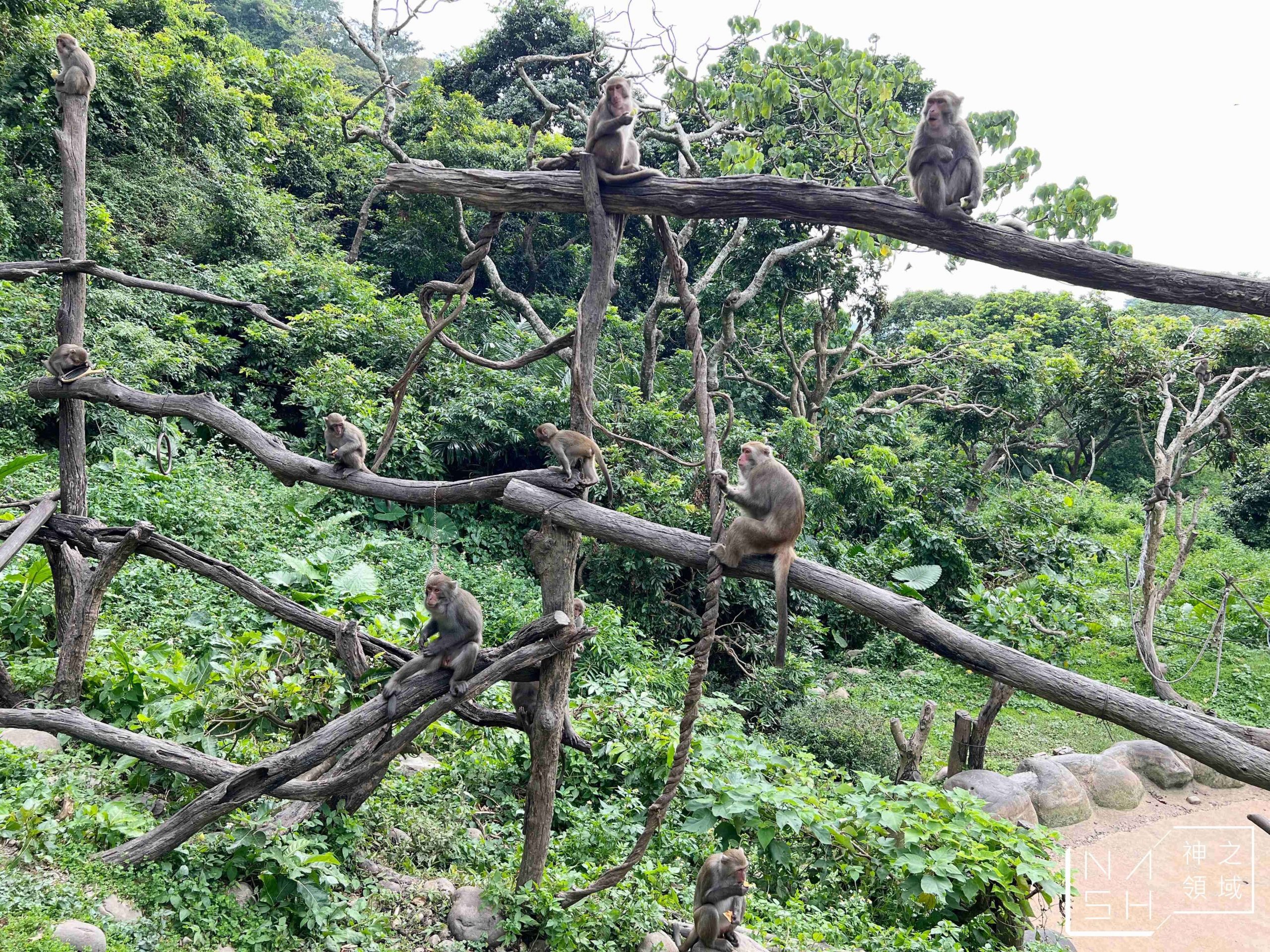 郭叔叔獼猴生態區 Monkey Land