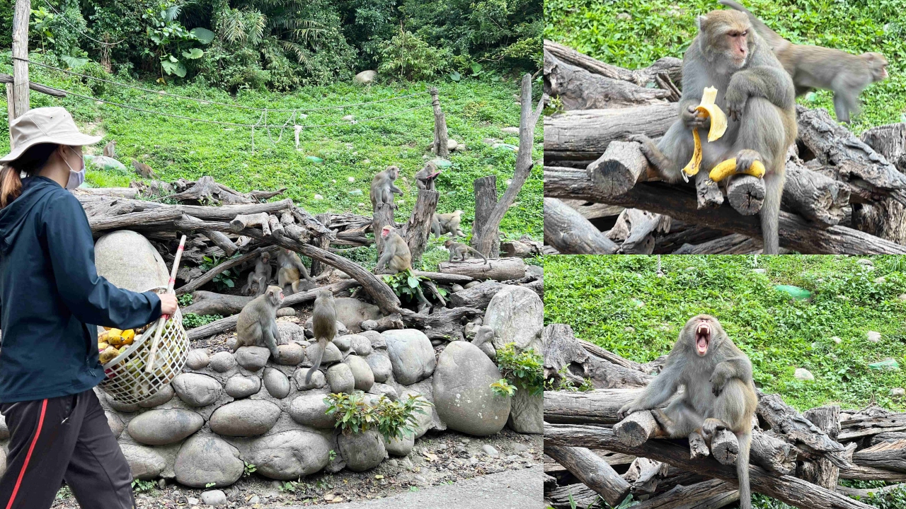 郭叔叔獼猴生態區 Monkey Land,郭叔叔獼猴生態區,郭叔叔,台中景點 @Nash，神之領域